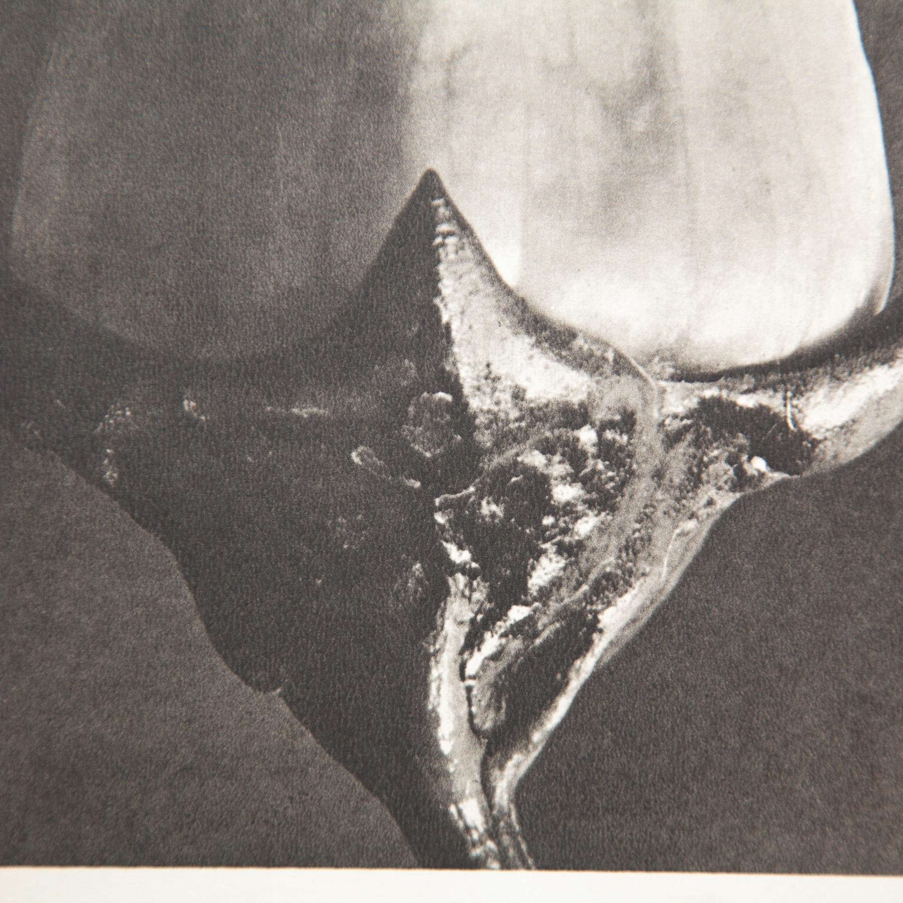 Set di sei fotogrammi incorniciati di Karl Blossfeldt: Natural Elegance (1942) in vendita 13