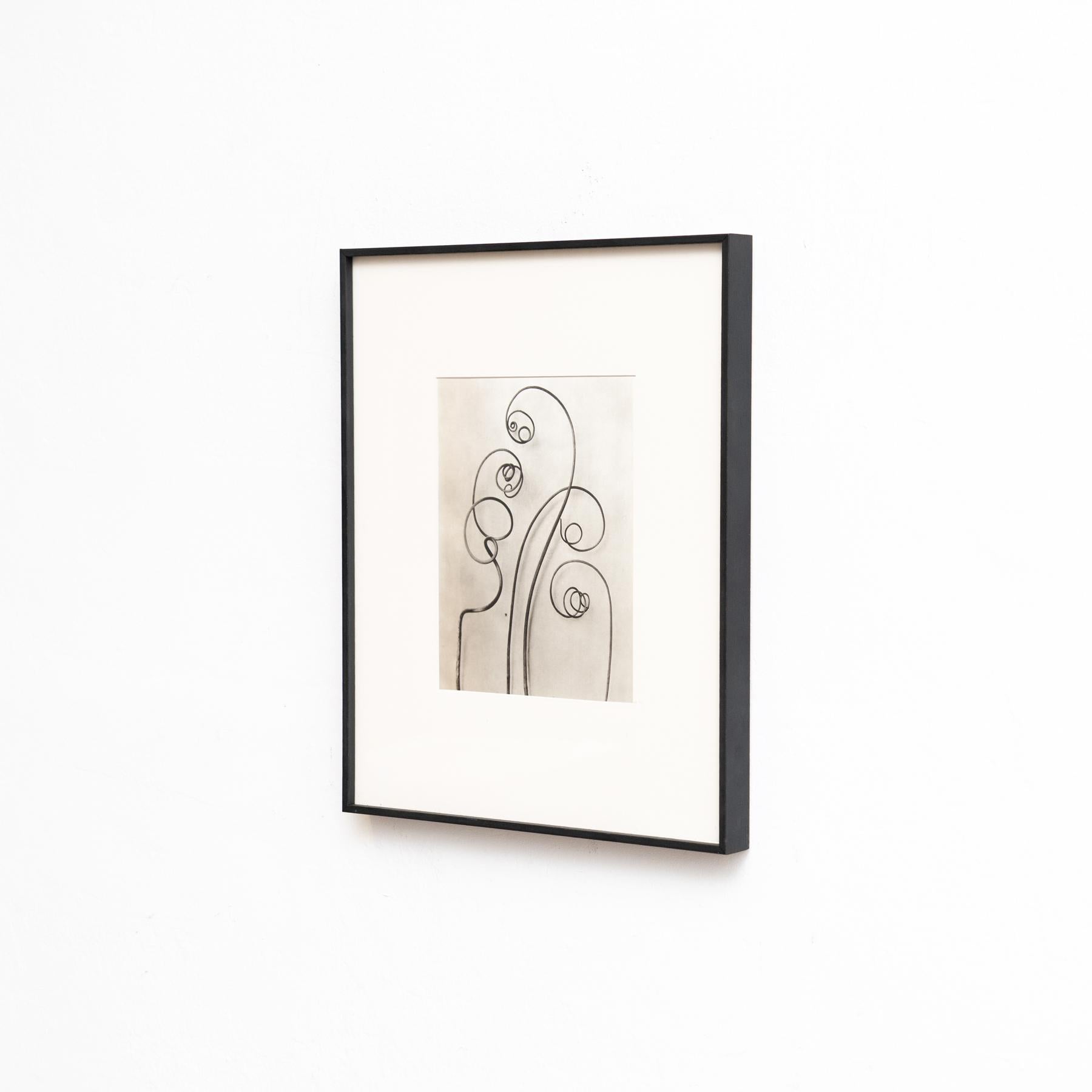 Mid-Century moderno Set di sei fotogrammi incorniciati di Karl Blossfeldt: Natural Elegance (1942) in vendita
