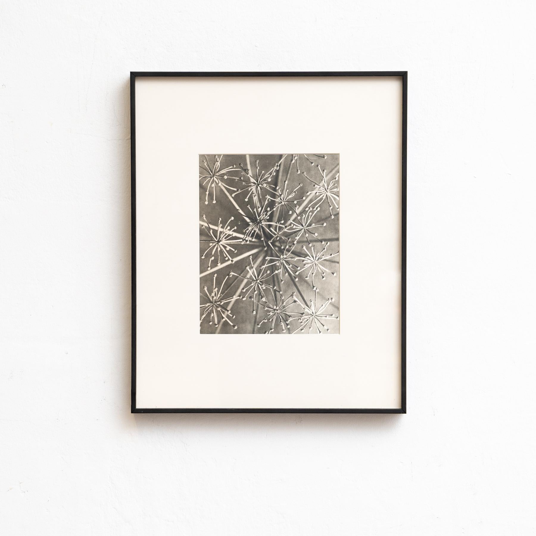 Mid-Century Modern Karl Blossfeldt Photogravure encadrée : Natural Elegance (1942) en vente