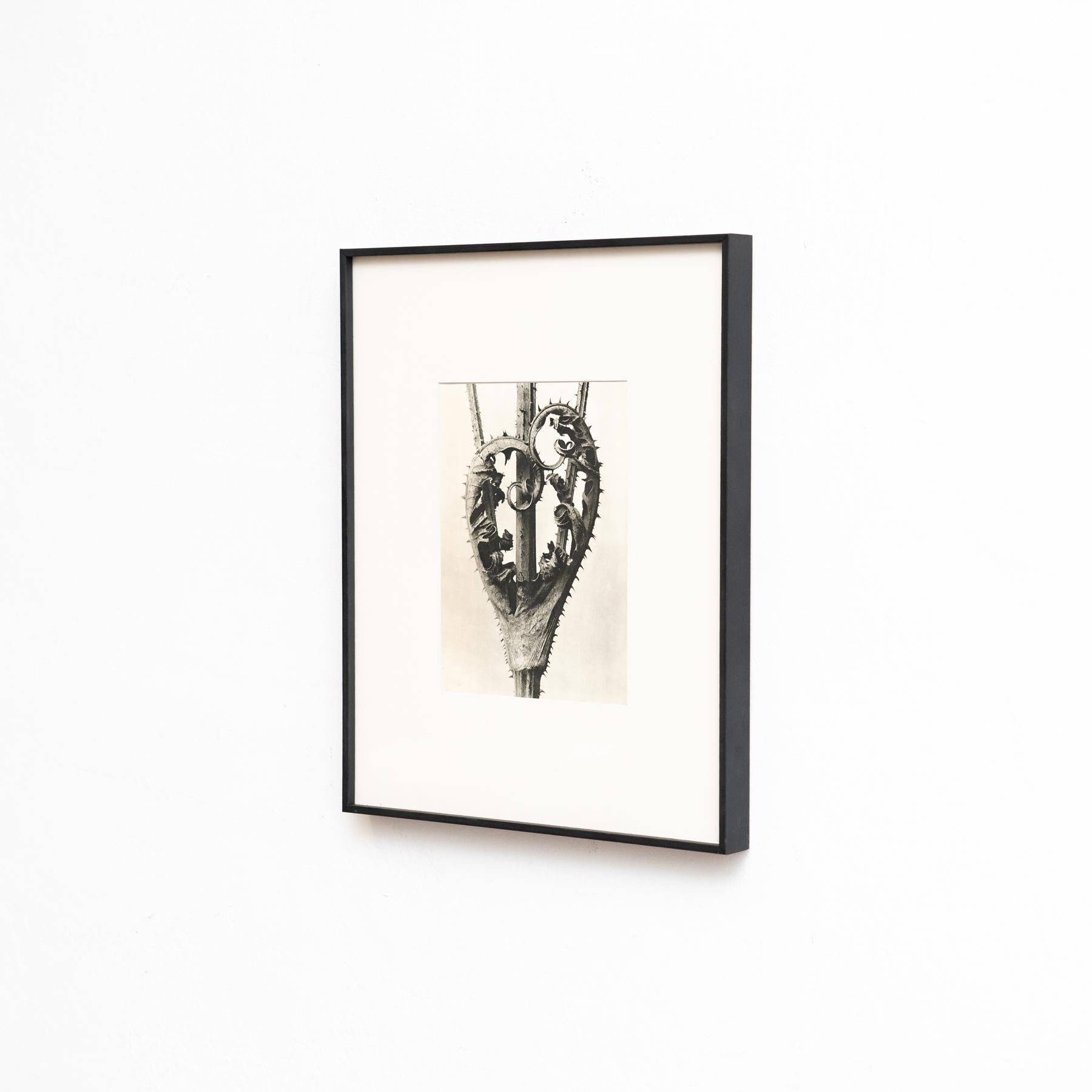 Karl Blossfeldt Fotograbado enmarcado: La Elegancia de la Naturaleza (1942) Moderno de mediados de siglo en venta