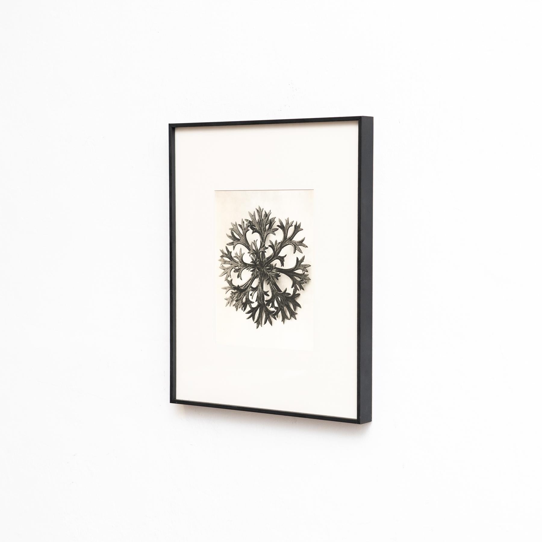 Mid-Century Modern Karl Blossfeldt Framed Photogravure: Nature's Elegance (1942) For Sale