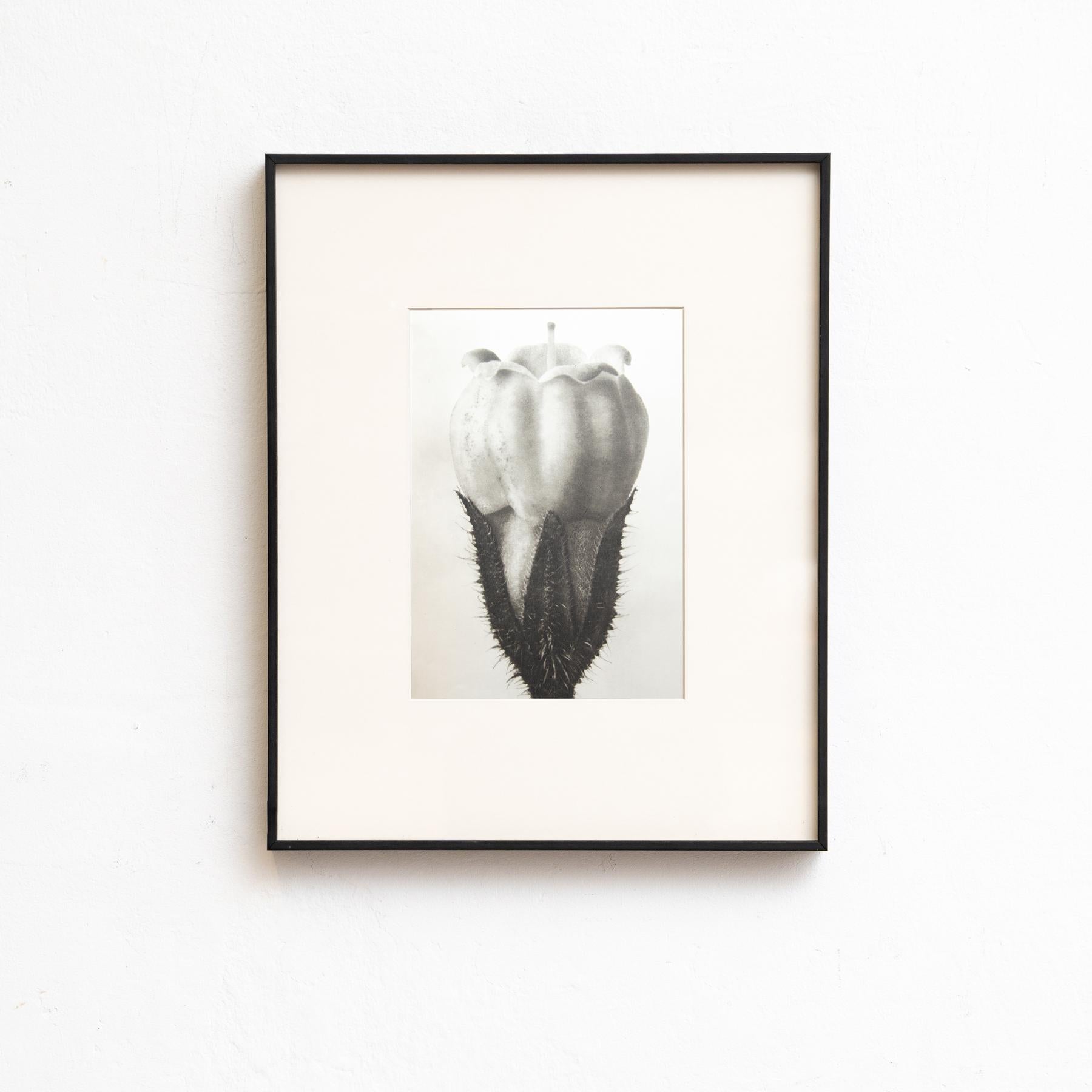 Spagnolo Set di sei fotogrammi incorniciati di Karl Blossfeldt: Natural Elegance (1942) in vendita