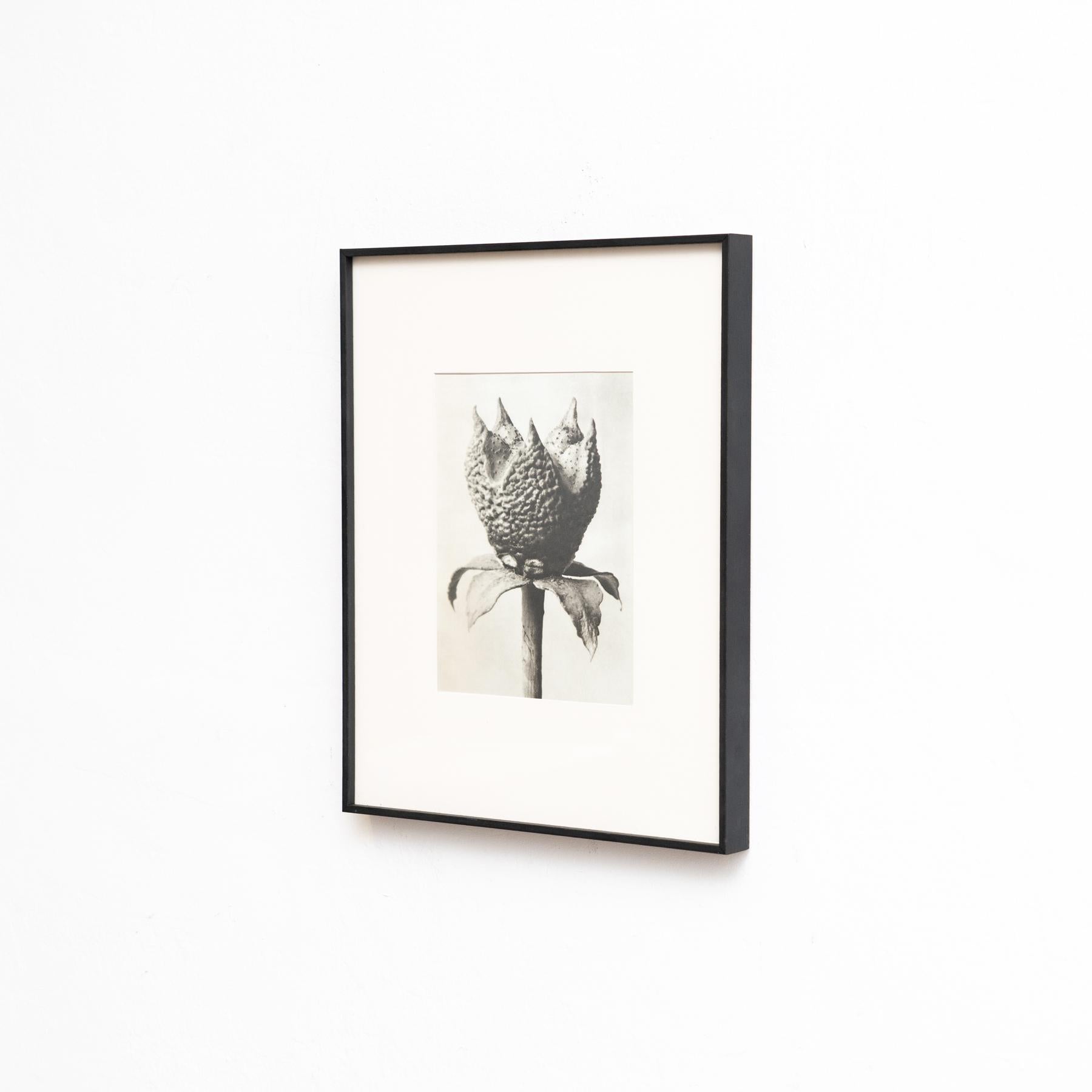 Spagnolo Set di sei fotogrammi incorniciati di Karl Blossfeldt: Natural Elegance (1942) in vendita