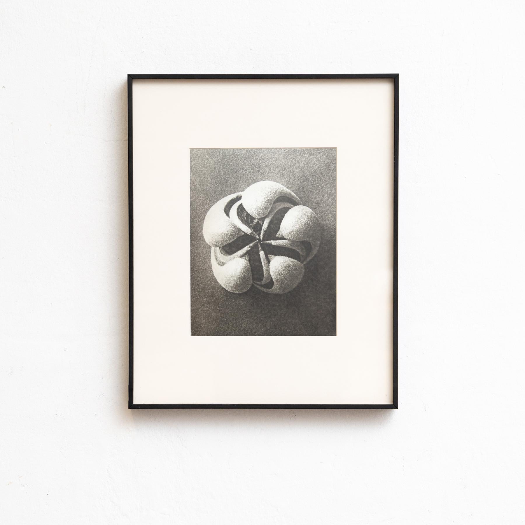 Set di sei fotogrammi incorniciati di Karl Blossfeldt: Natural Elegance (1942) In condizioni buone in vendita a Barcelona, Barcelona