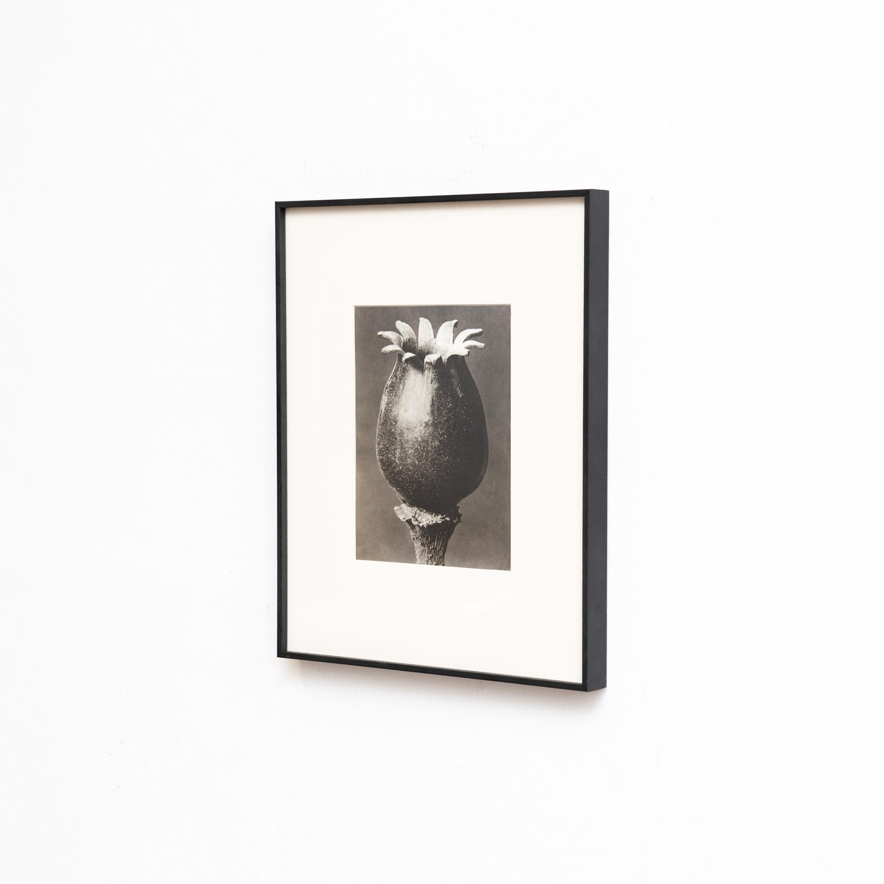 Metà XX secolo Set di sei fotogrammi incorniciati di Karl Blossfeldt: Natural Elegance (1942) in vendita