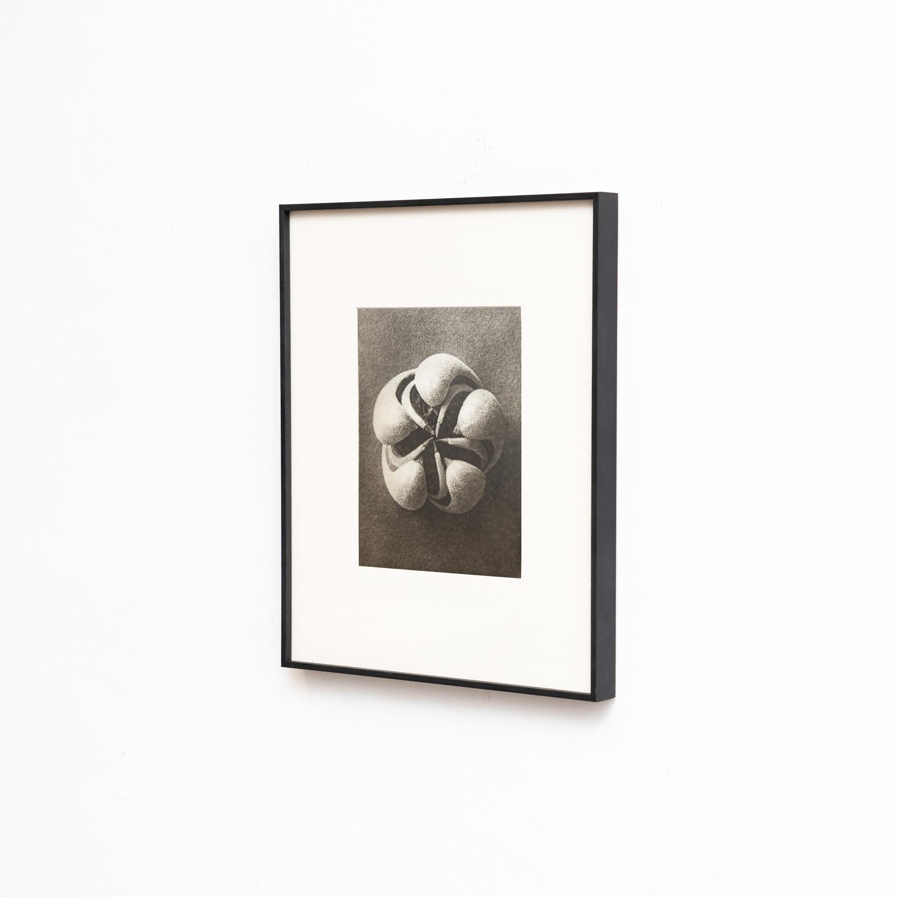 Metà XX secolo Set di sei fotogrammi incorniciati di Karl Blossfeldt: Natural Elegance (1942) in vendita