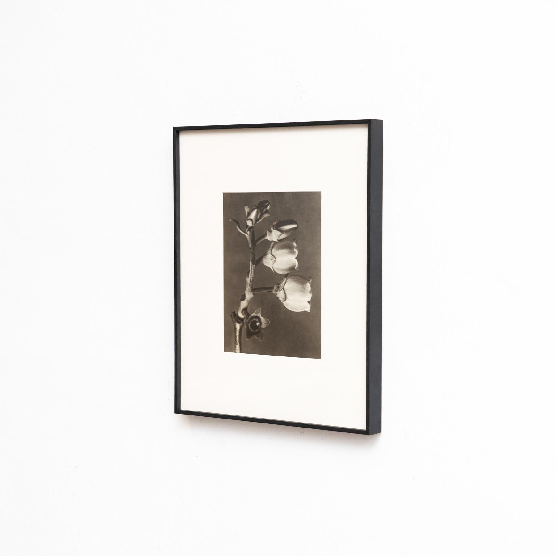 Carta Set di sei fotogrammi incorniciati di Karl Blossfeldt: Natural Elegance (1942) in vendita