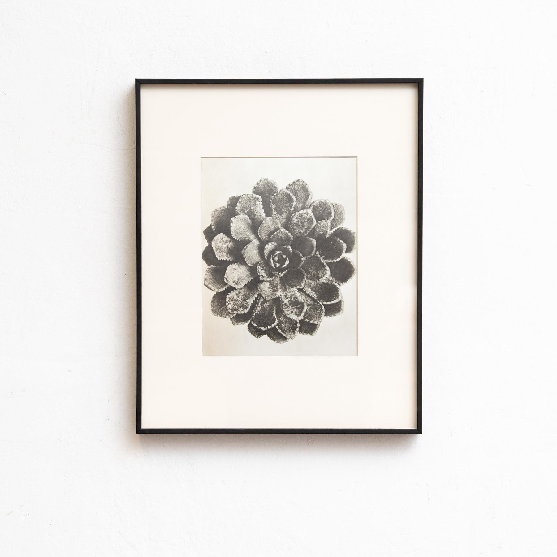 Carta Set di sei fotogrammi incorniciati di Karl Blossfeldt: Natural Elegance (1942) in vendita
