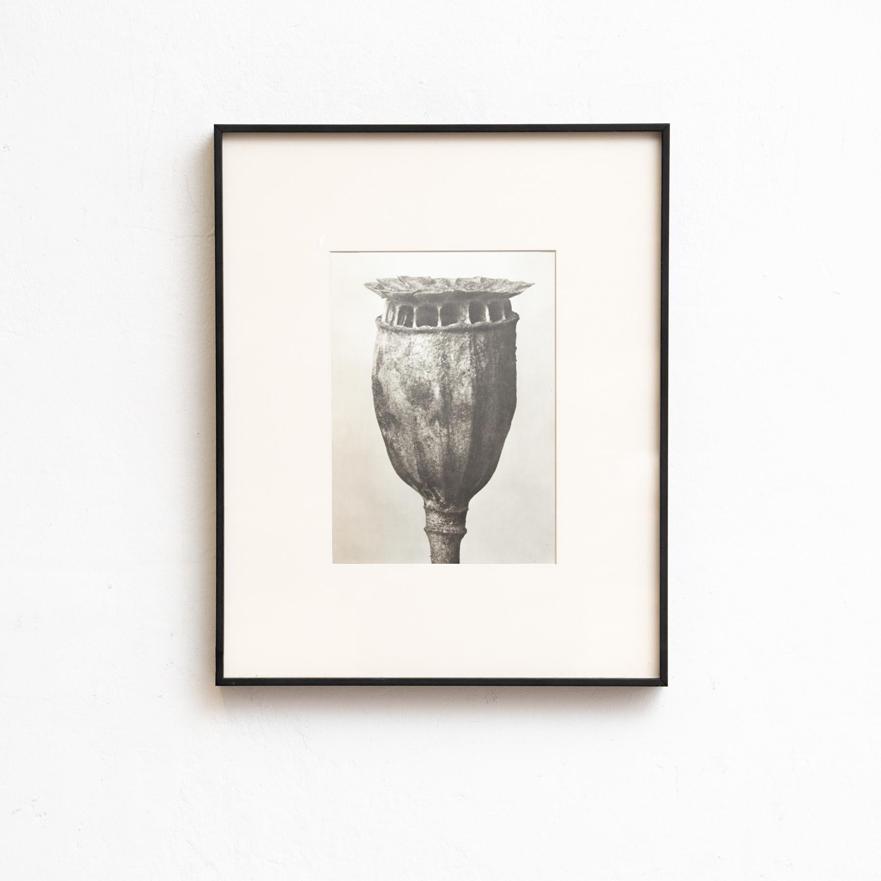 Set di sei fotogrammi incorniciati di Karl Blossfeldt: Natural Elegance (1942) in vendita 1