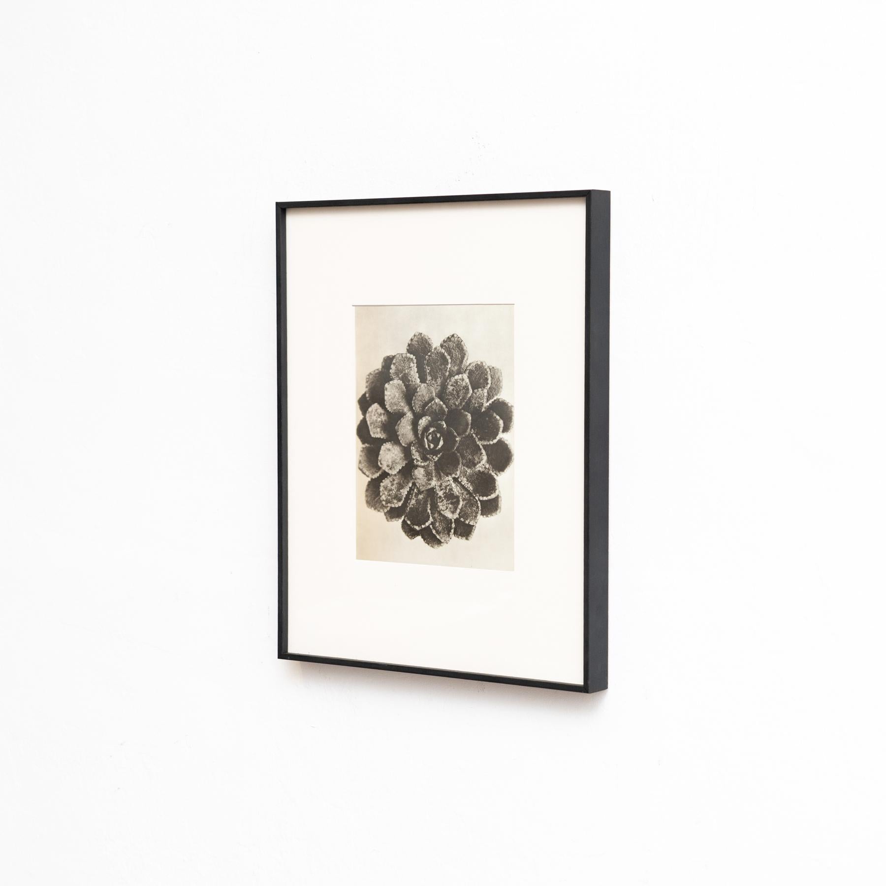 Set di sei fotogrammi incorniciati di Karl Blossfeldt: Natural Elegance (1942) in vendita 1