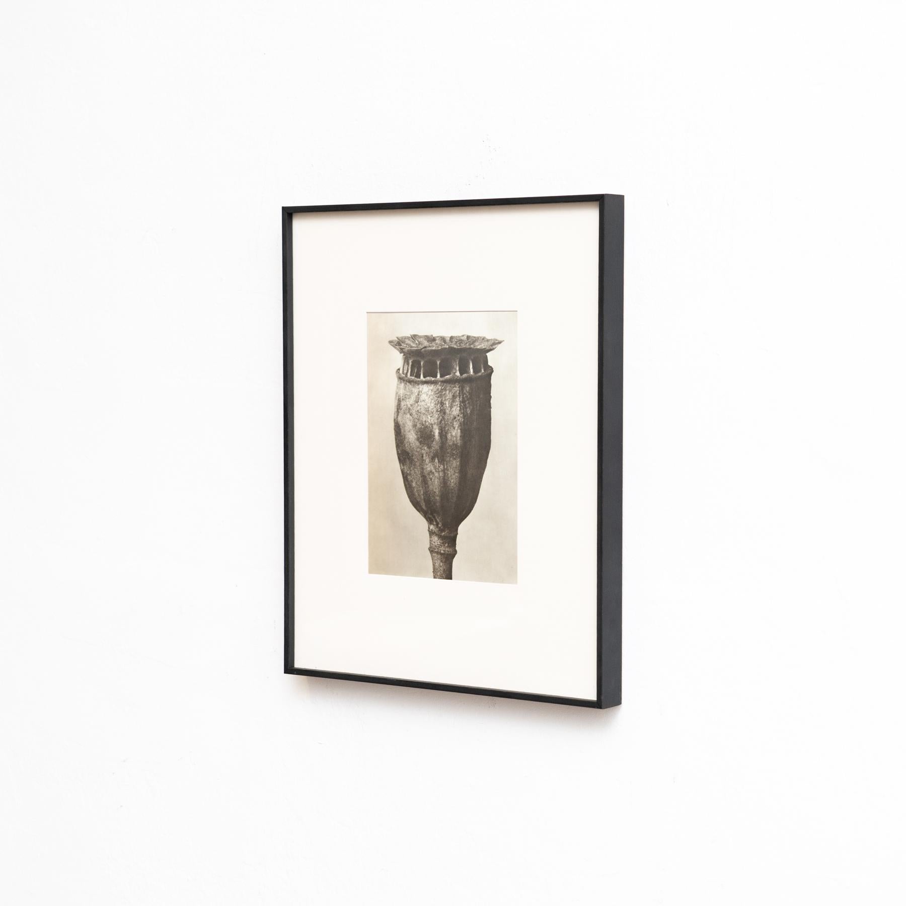 Set di sei fotogrammi incorniciati di Karl Blossfeldt: Natural Elegance (1942) in vendita 2