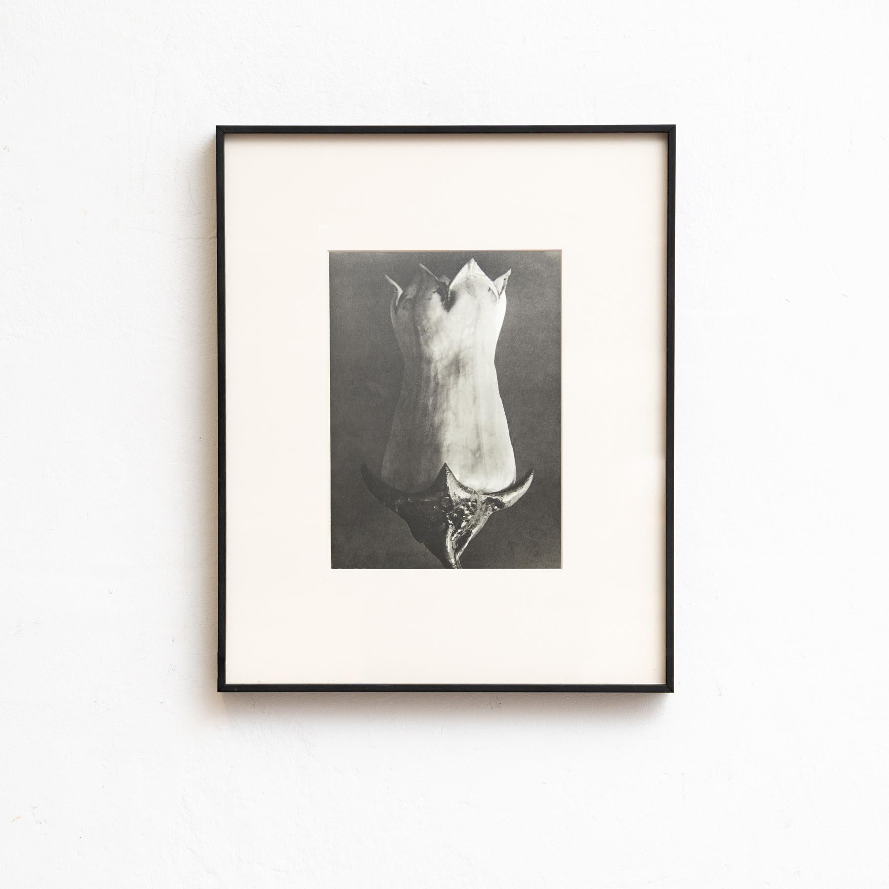 Set di sei fotogrammi incorniciati di Karl Blossfeldt: Natural Elegance (1942) in vendita 2