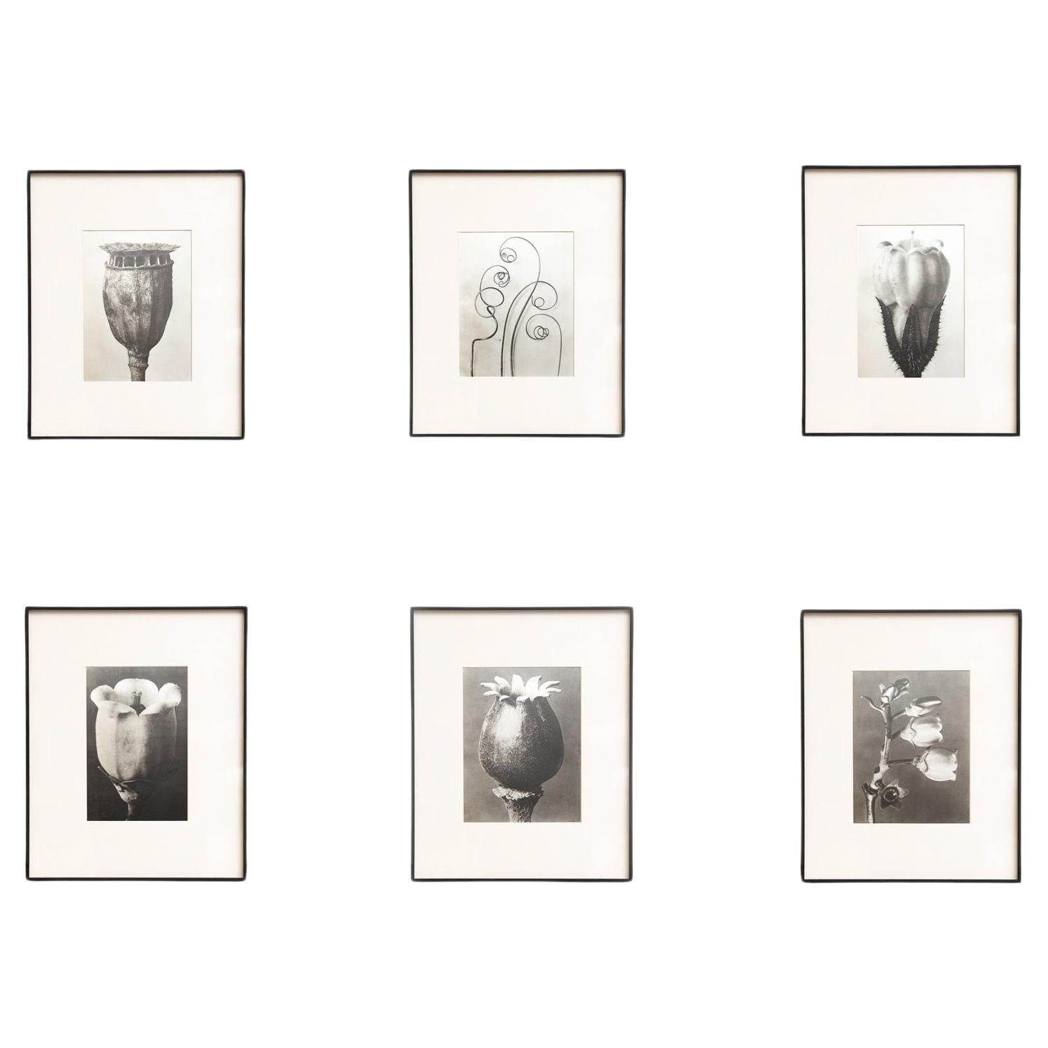 Set of Six Karl Blossfeldt Framed Photogravures: Nature's Elegance (1942)