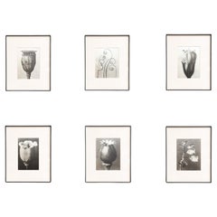 Set of Six Karl Blossfeldt Framed Photogravures: Nature's Elegance (1942)