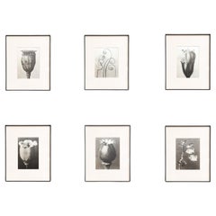 Vintage Set of Six Karl Blossfeldt Framed Photogravures: Nature's Elegance (1942)