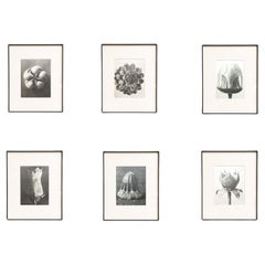 Vintage Set of Six Karl Blossfeldt Framed Photogravures: Nature's Elegance (1942)
