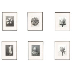 Set of Six Karl Blossfeldt Framed Photogravures: Nature's Elegance (1942)