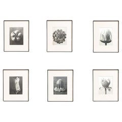 Set of Six Karl Blossfeldt Framed Photogravures: Nature's Elegance (1942)