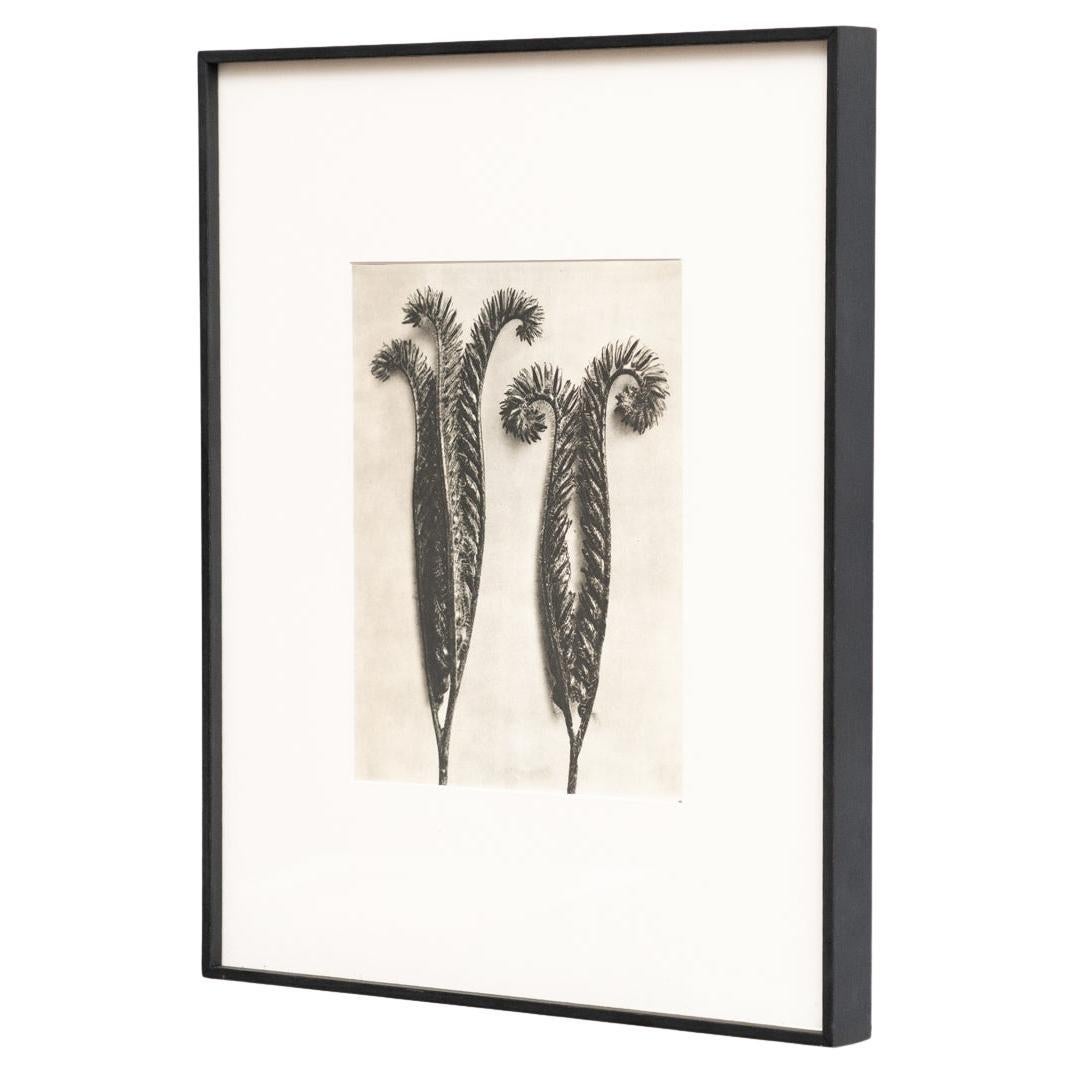 Karl Blossfeldt Photogravure encadrée : Natural Elegance (1942) en vente