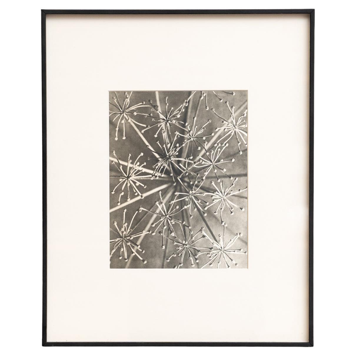 Karl Blossfeldt Photogravure encadrée : Natural Elegance (1942)