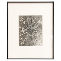 Karl Blossfeldt Framed Photogravure: Nature's Elegance (1942)