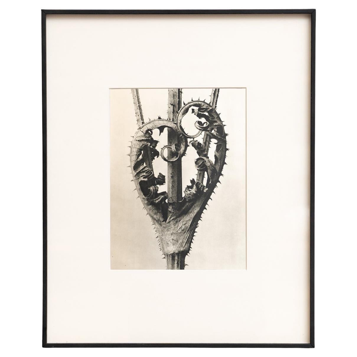 Karl Blossfeldt Fotograbado enmarcado: La Elegancia de la Naturaleza (1942)