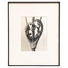 Karl Blossfeldt Framed Photogravure: Nature's Elegance (1942)