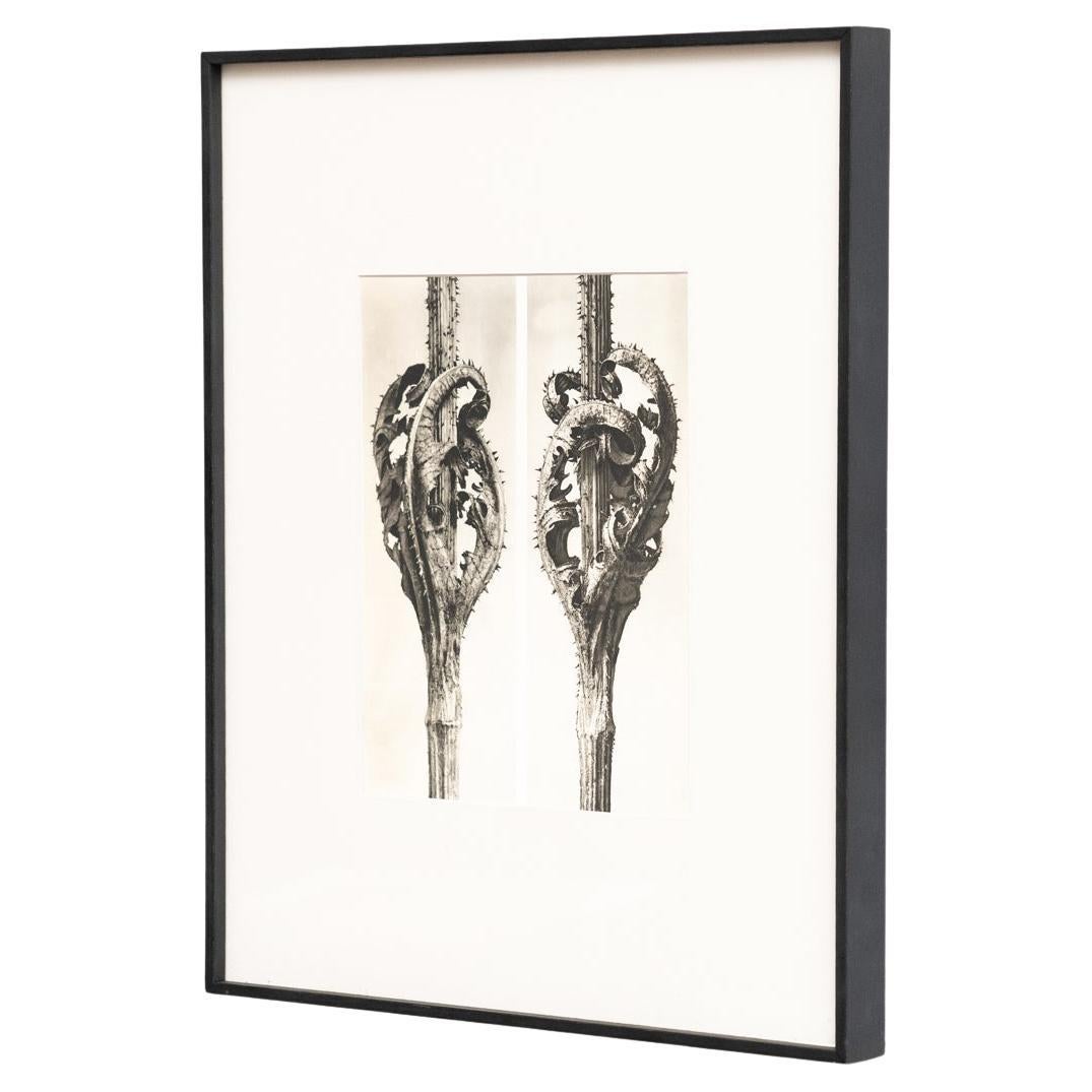 Karl Blossfeldt Photogravure encadrée : Natural Elegance (1942)