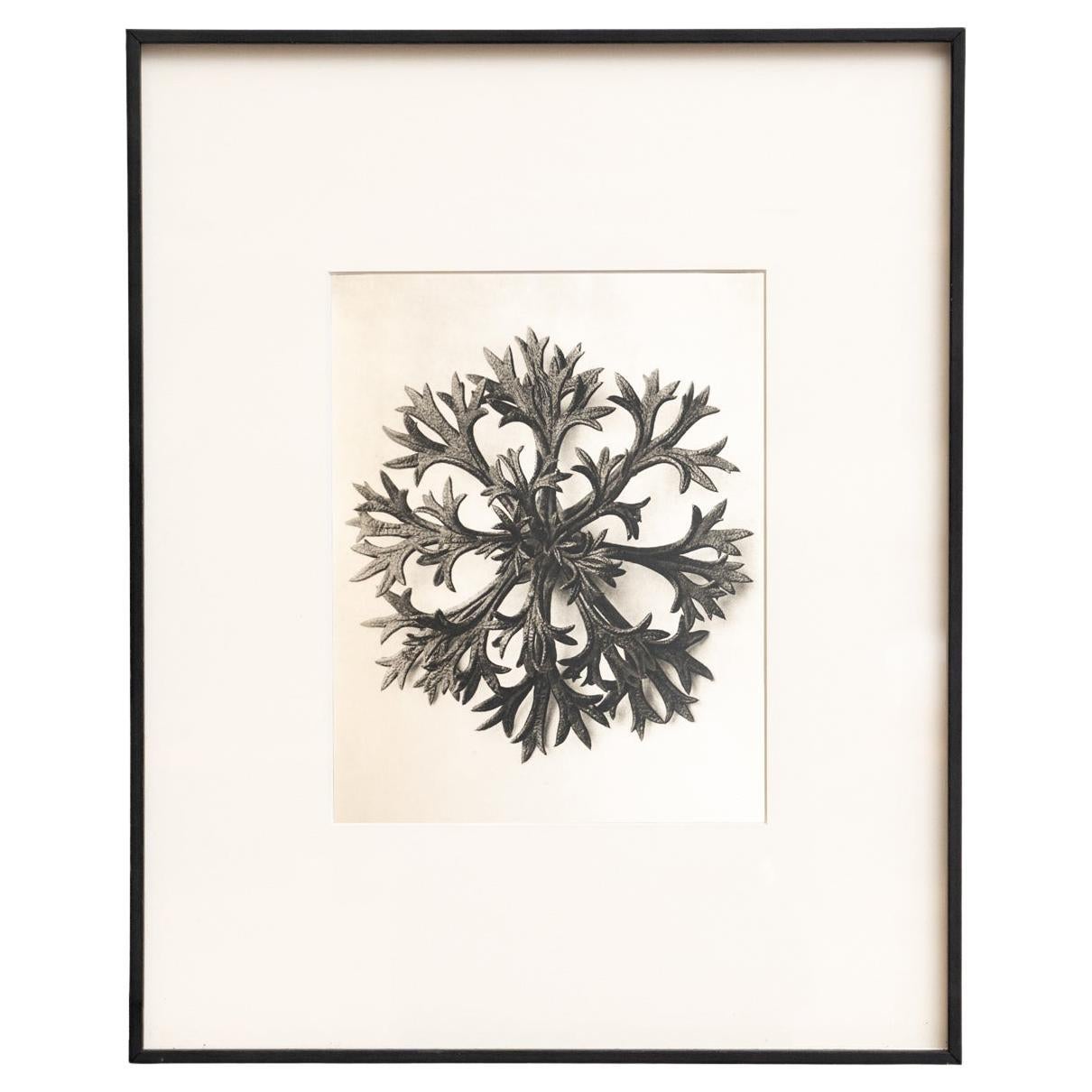 Karl Blossfeldt Framed Photogravure: Nature's Elegance (1942) For Sale