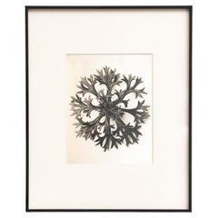 Karl Blossfeldt Framed Photogravure: Nature's Elegance (1942)