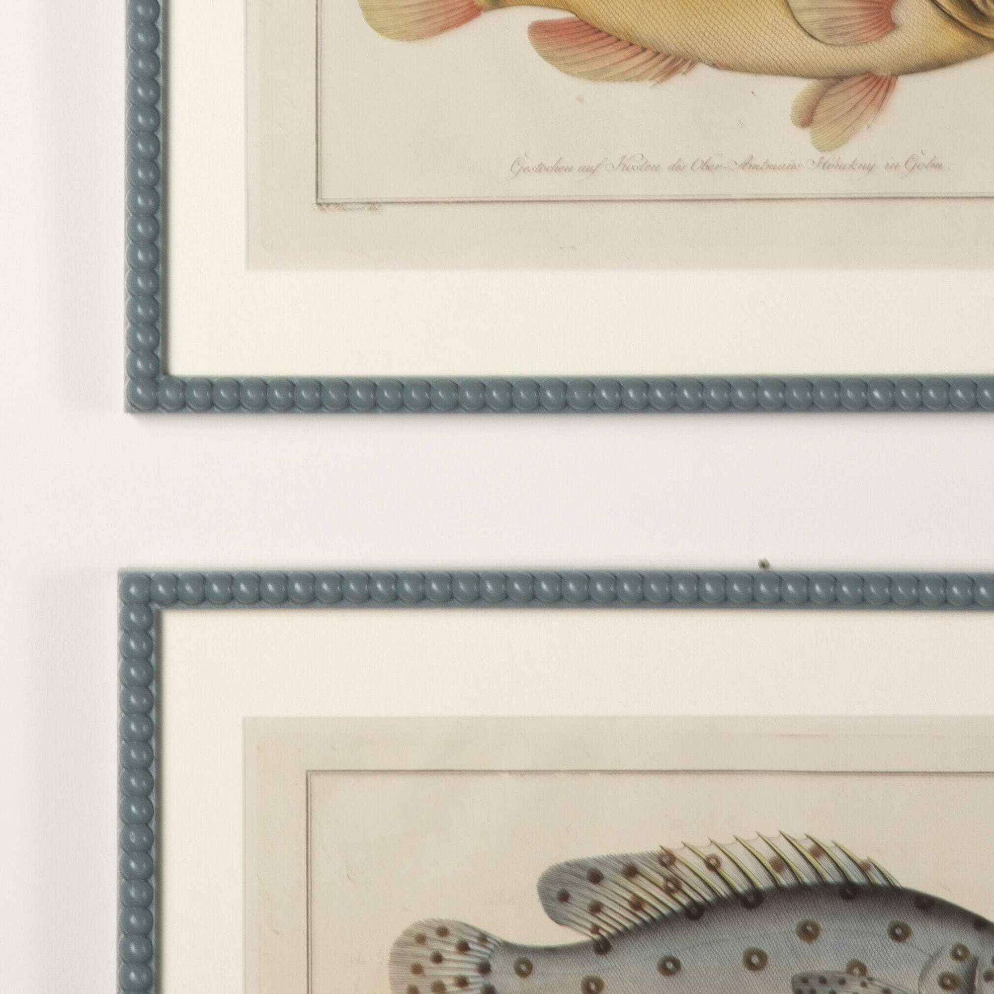 Superb set of six original 18th Century fish engravings by Marcus Bloch.
Presented in bespoke hand-painted and lacquered bobbin frames with hessian mounts and AR70 Artglass for optimal clarity.
These natural history fish studies are from the
