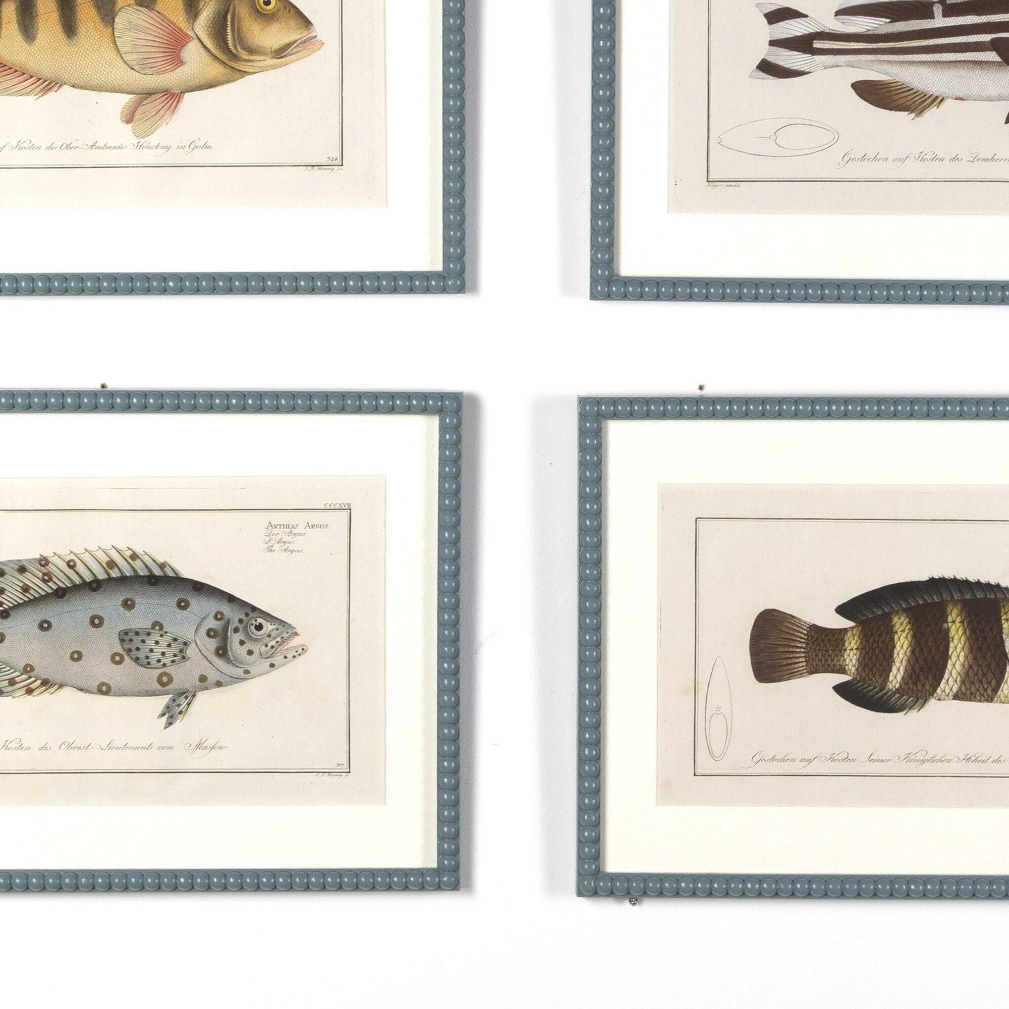 German Set of Six Marcus Bloch Fish Engravings