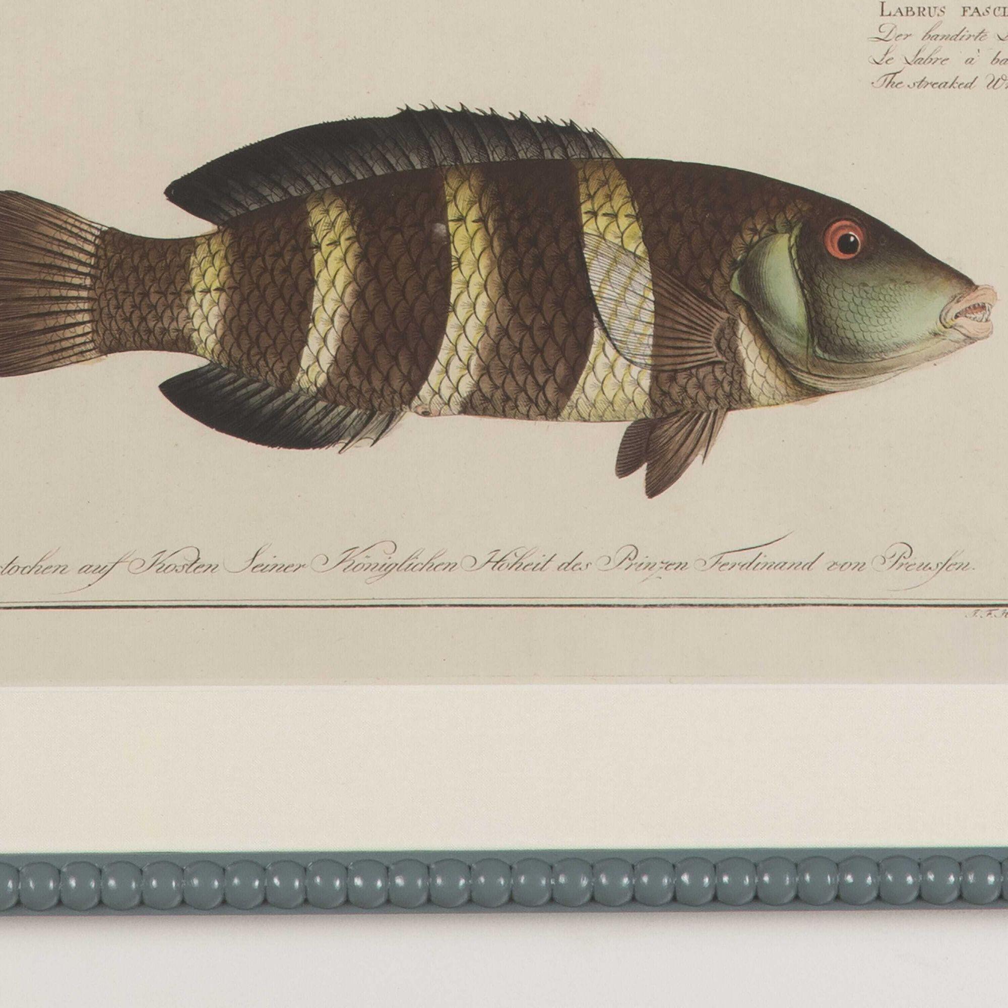 Set of Six Marcus Bloch Fish Engravings In Good Condition In Gloucestershire, GB