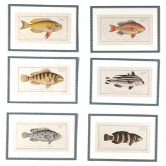 Set of Six Marcus Bloch Fish Engravings