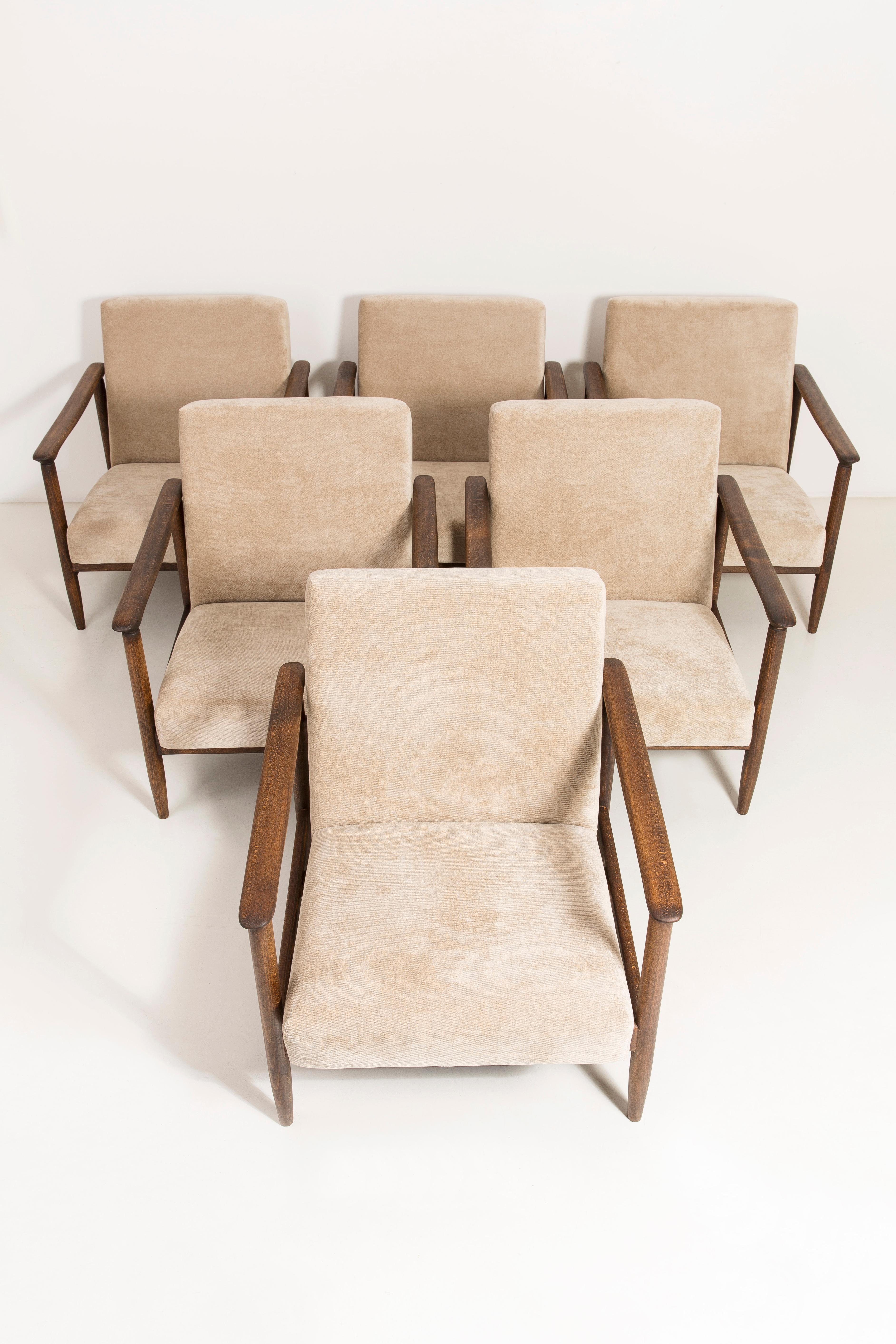 Set of six armchairs GFM-142, designed by Edmund Homa. The armchairs were made in the 1960s in the Gosciecinska Furniture Factory. They are made from solid beechwood. The GFM-142 armchair is regarded one of the best polish armchair design from the