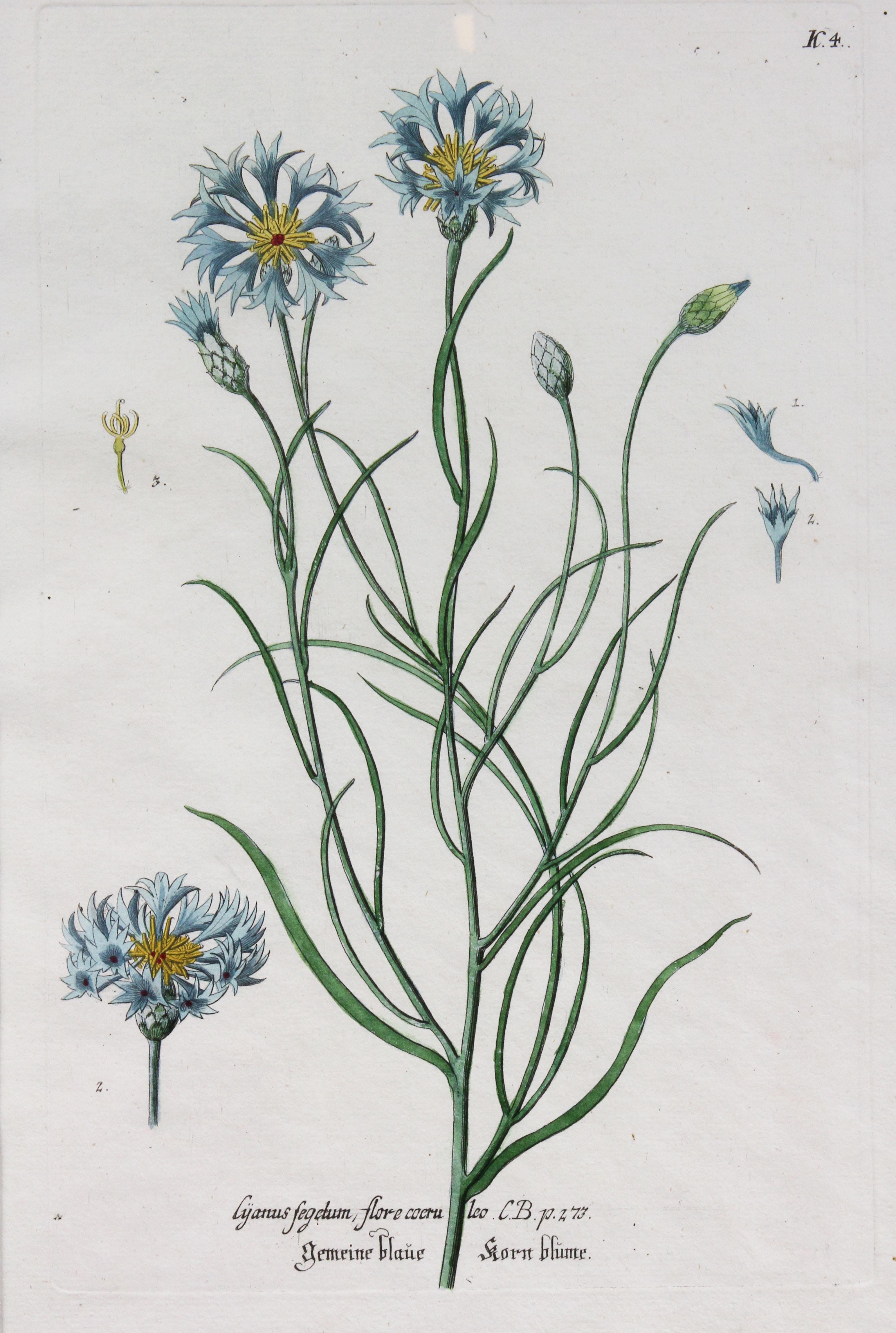 Set of Six Mirror Framed Botanical Prints 2