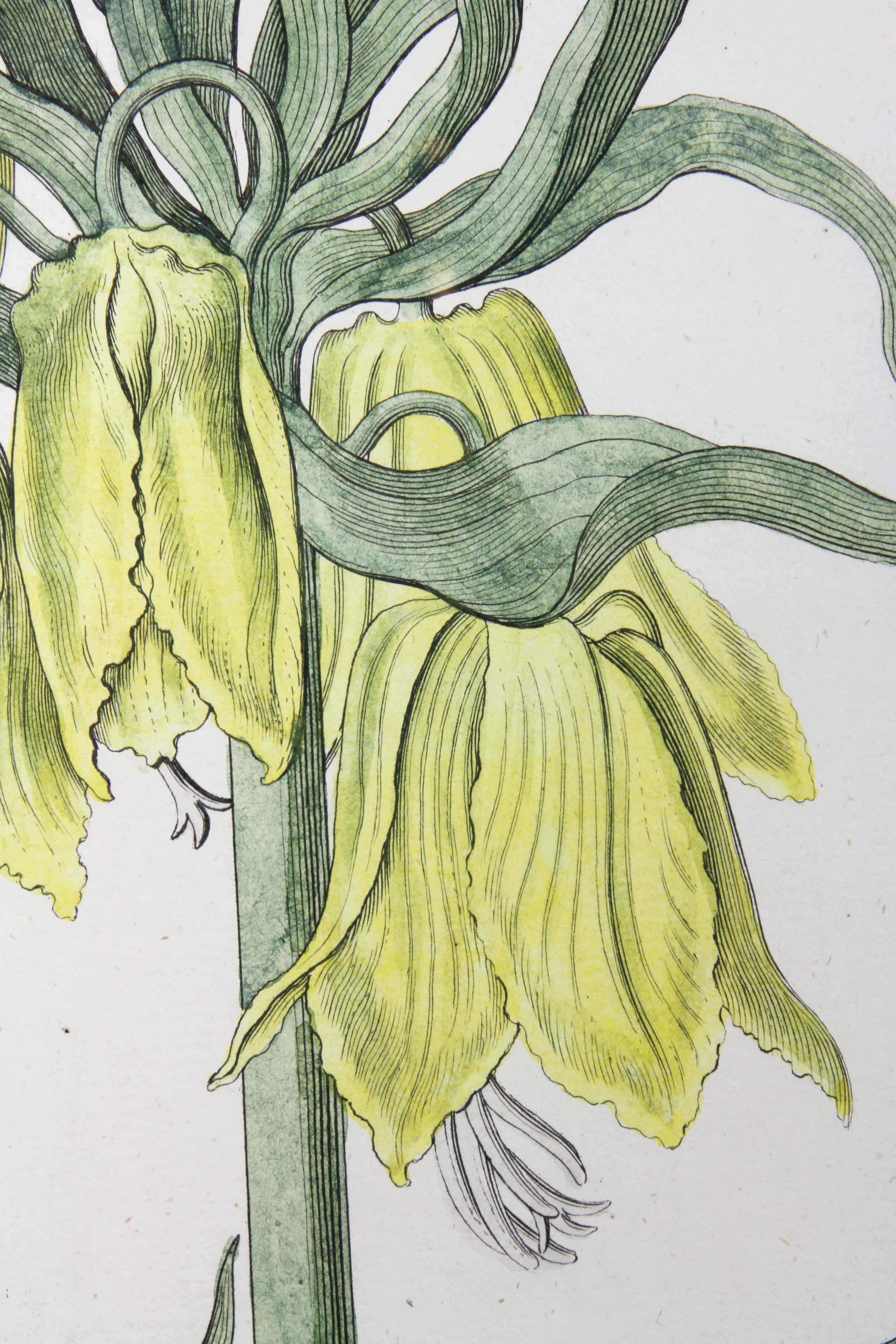 Set of Six Mirror Framed Botanical Prints 5