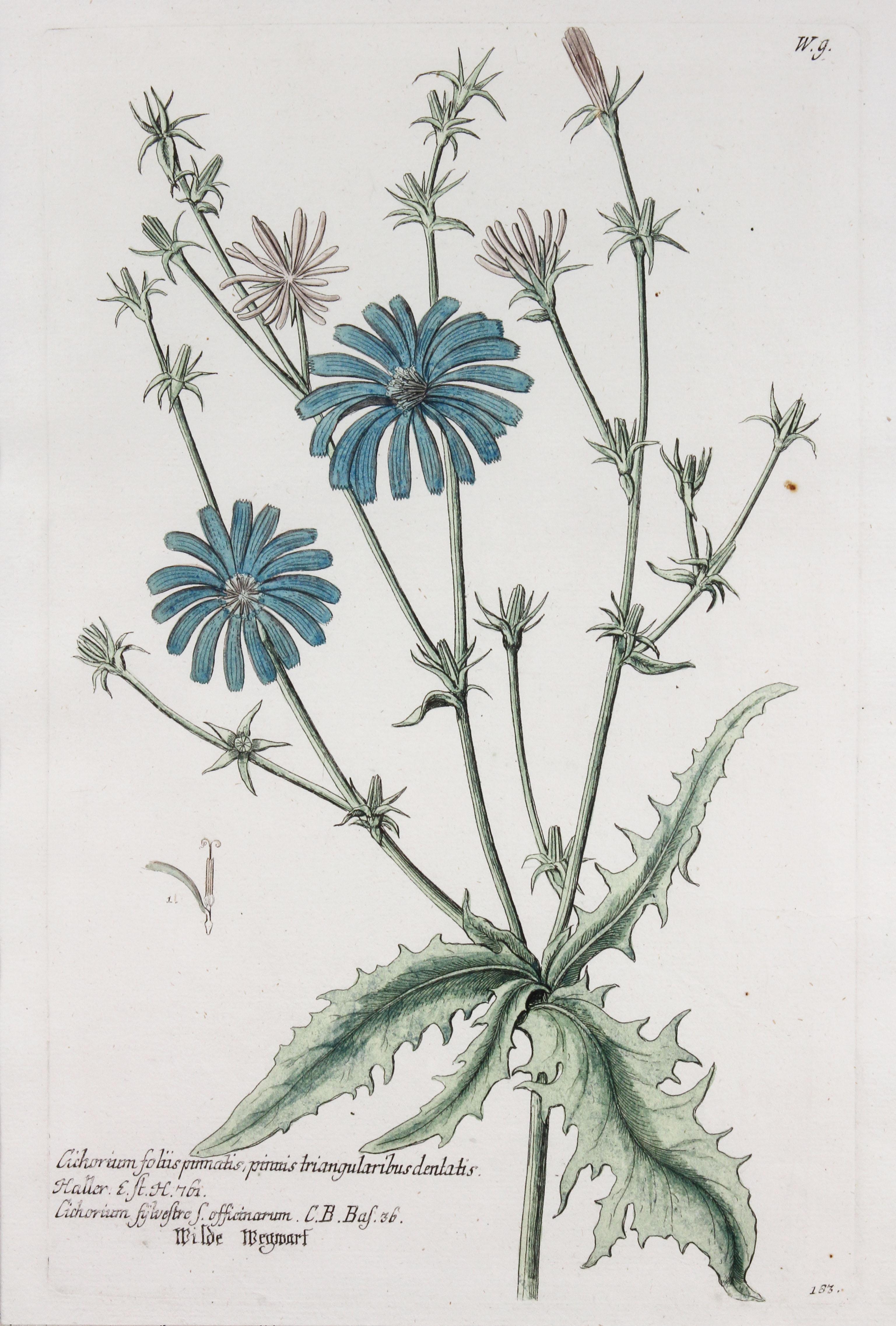 Depicting cornflowers, narcissuses, crown imperial and chicory. Mirror frames.