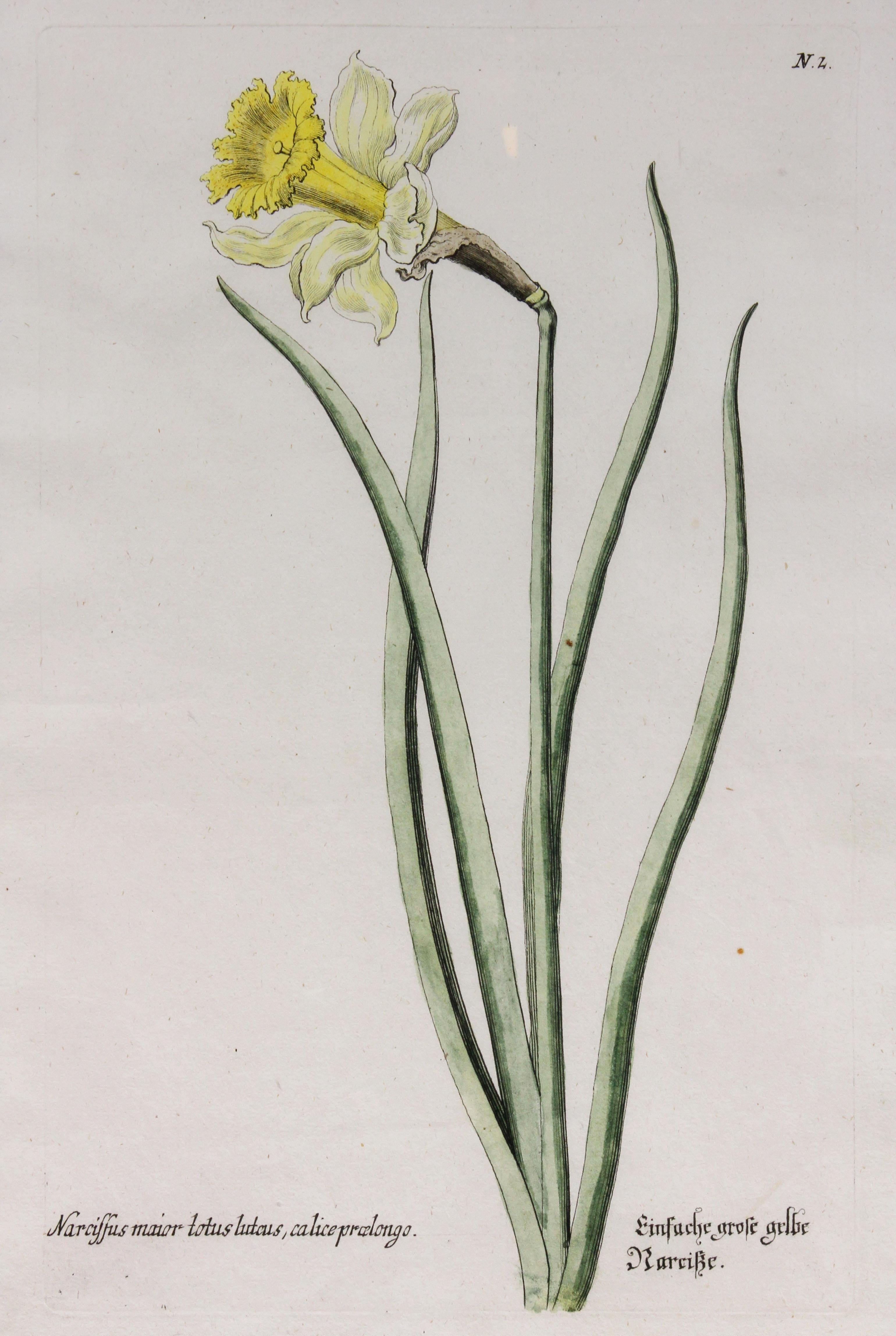 European Set of Six Mirror Framed Botanical Prints