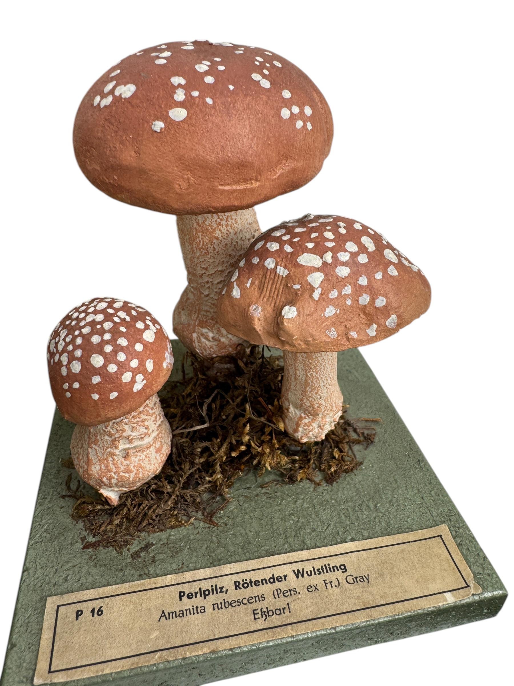 Ensemble de six modèles de spécimens scientifiques botaniques de champignons par Somso Allemagne années 1950 en vente 2