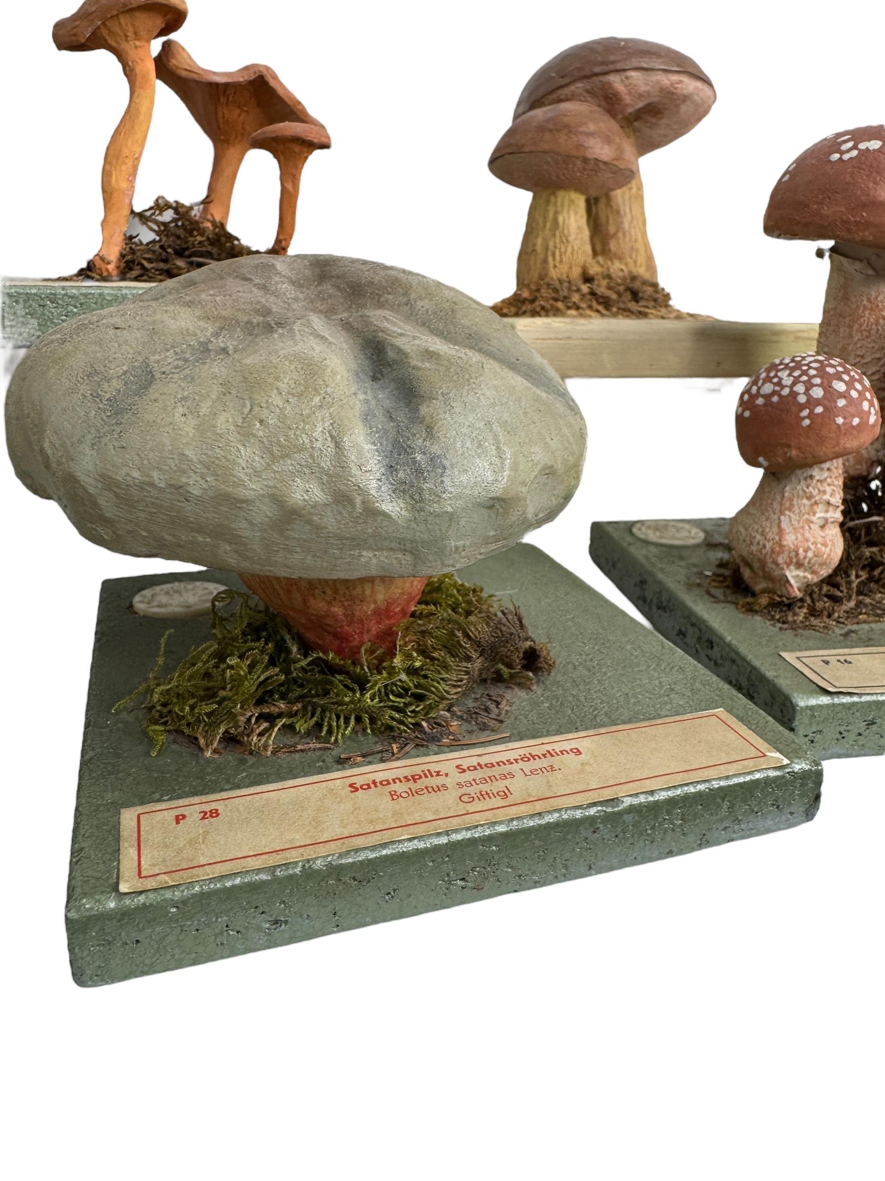 Ensemble de six modèles de spécimens scientifiques botaniques de champignons par Somso Allemagne années 1950 en vente 3