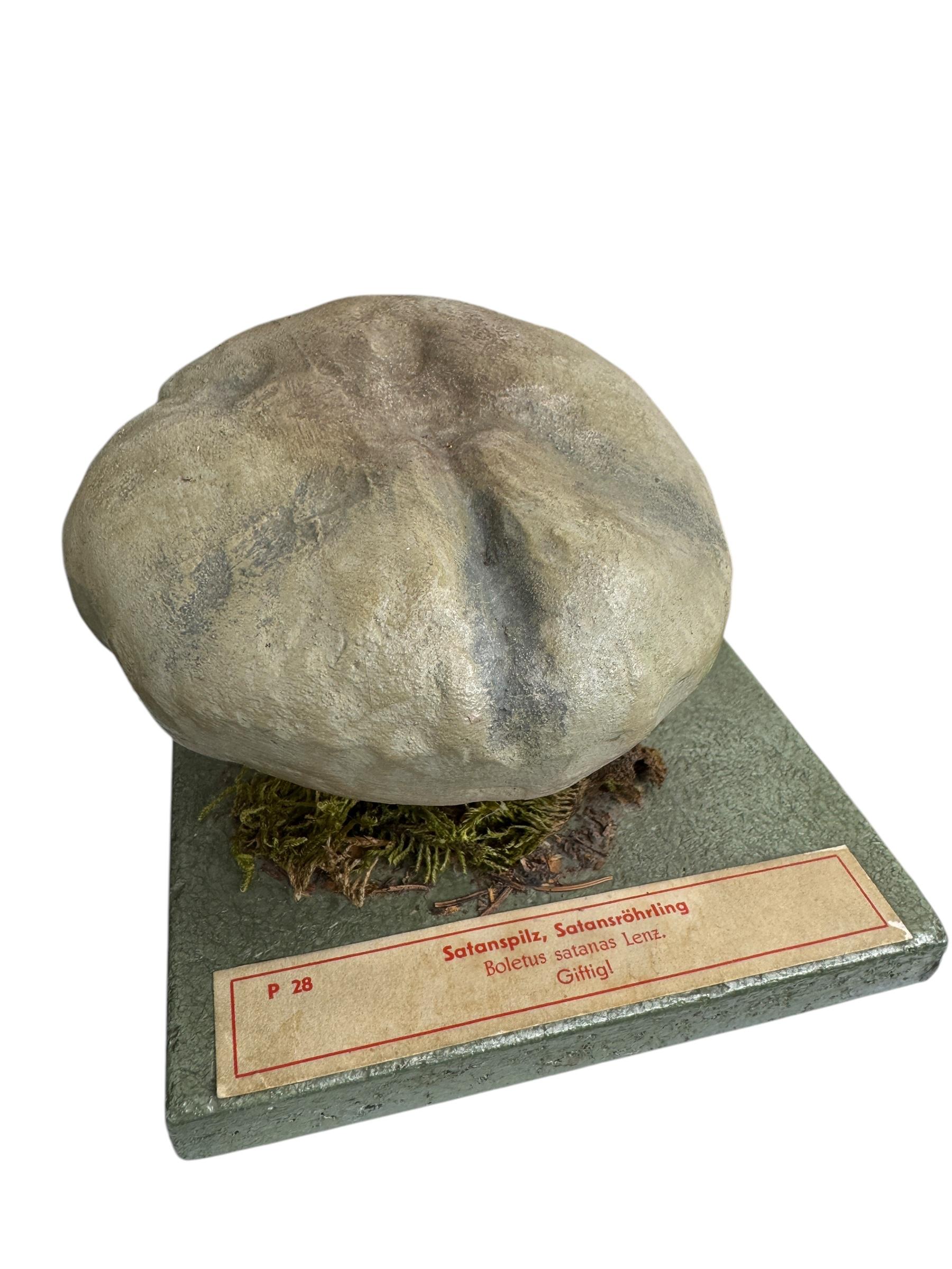 Ensemble de six modèles de spécimens scientifiques botaniques de champignons par Somso Allemagne années 1950 en vente 4