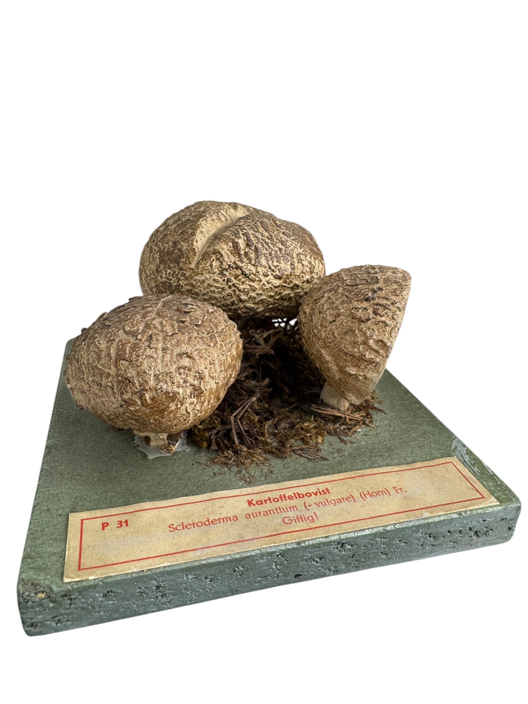 Ensemble de six modèles de spécimens scientifiques botaniques de champignons par Somso Allemagne années 1950 en vente 5
