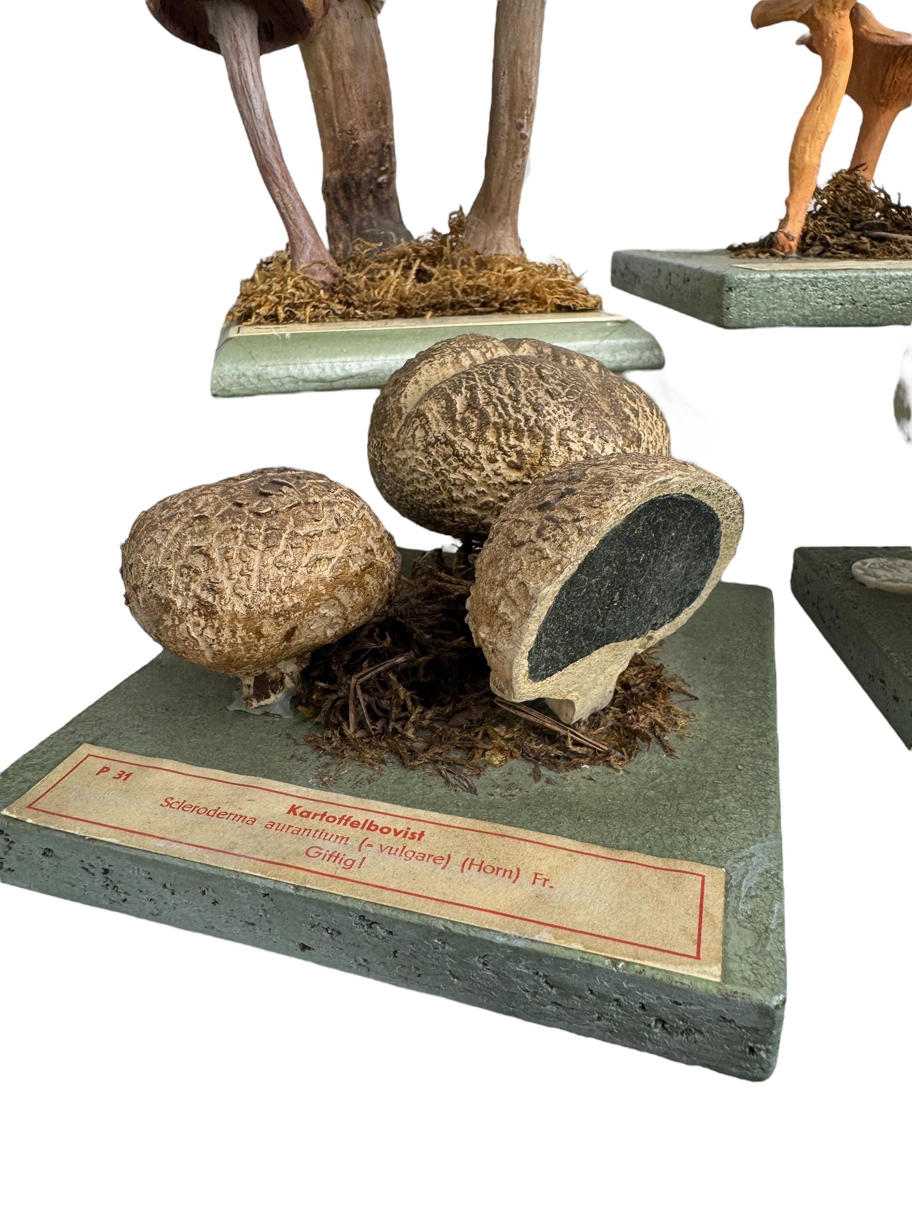 Ensemble de six modèles de spécimens scientifiques botaniques de champignons par Somso Allemagne années 1950 en vente 6