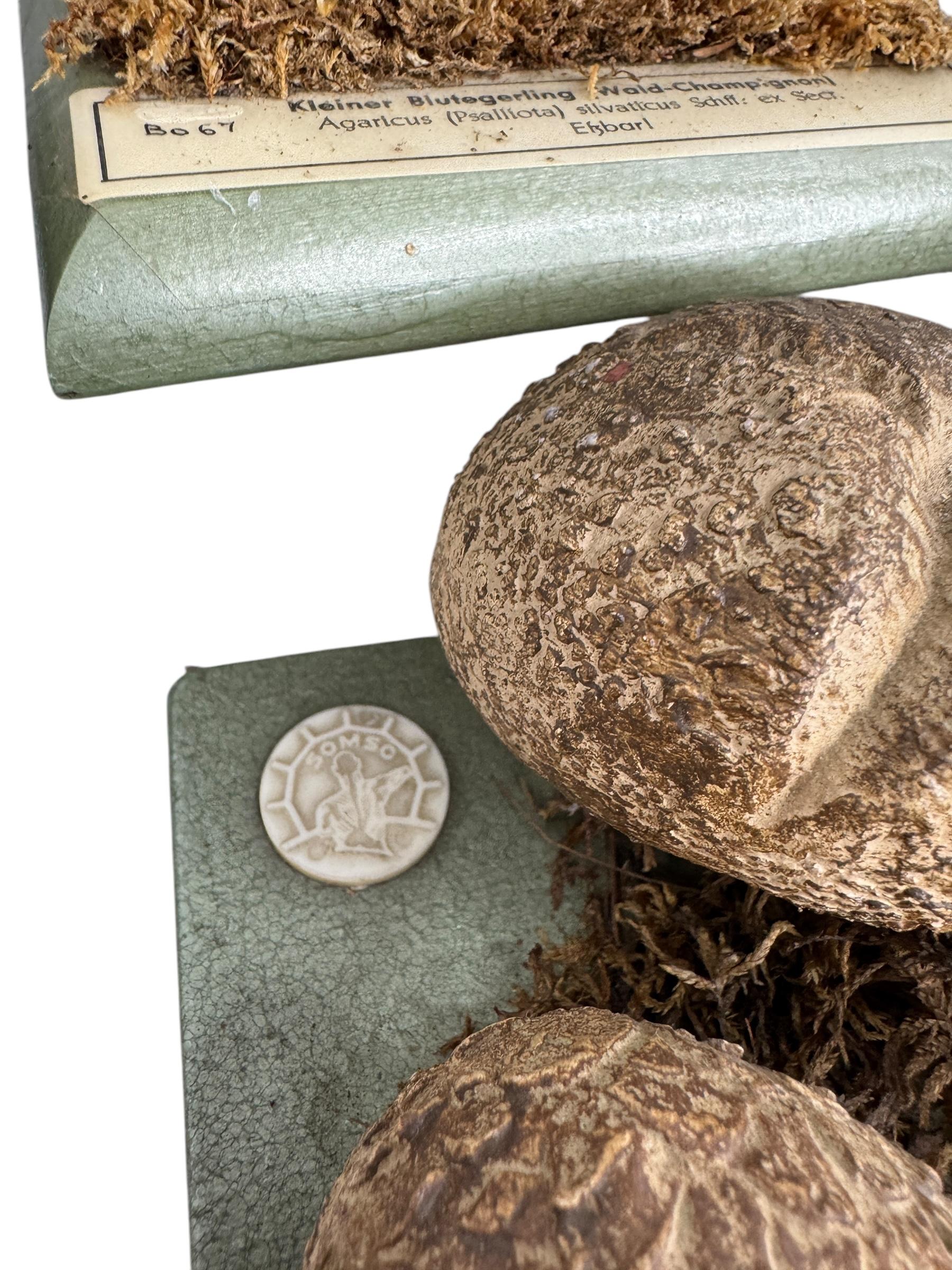 Ensemble de six modèles de spécimens scientifiques botaniques de champignons par Somso Allemagne années 1950 en vente 7