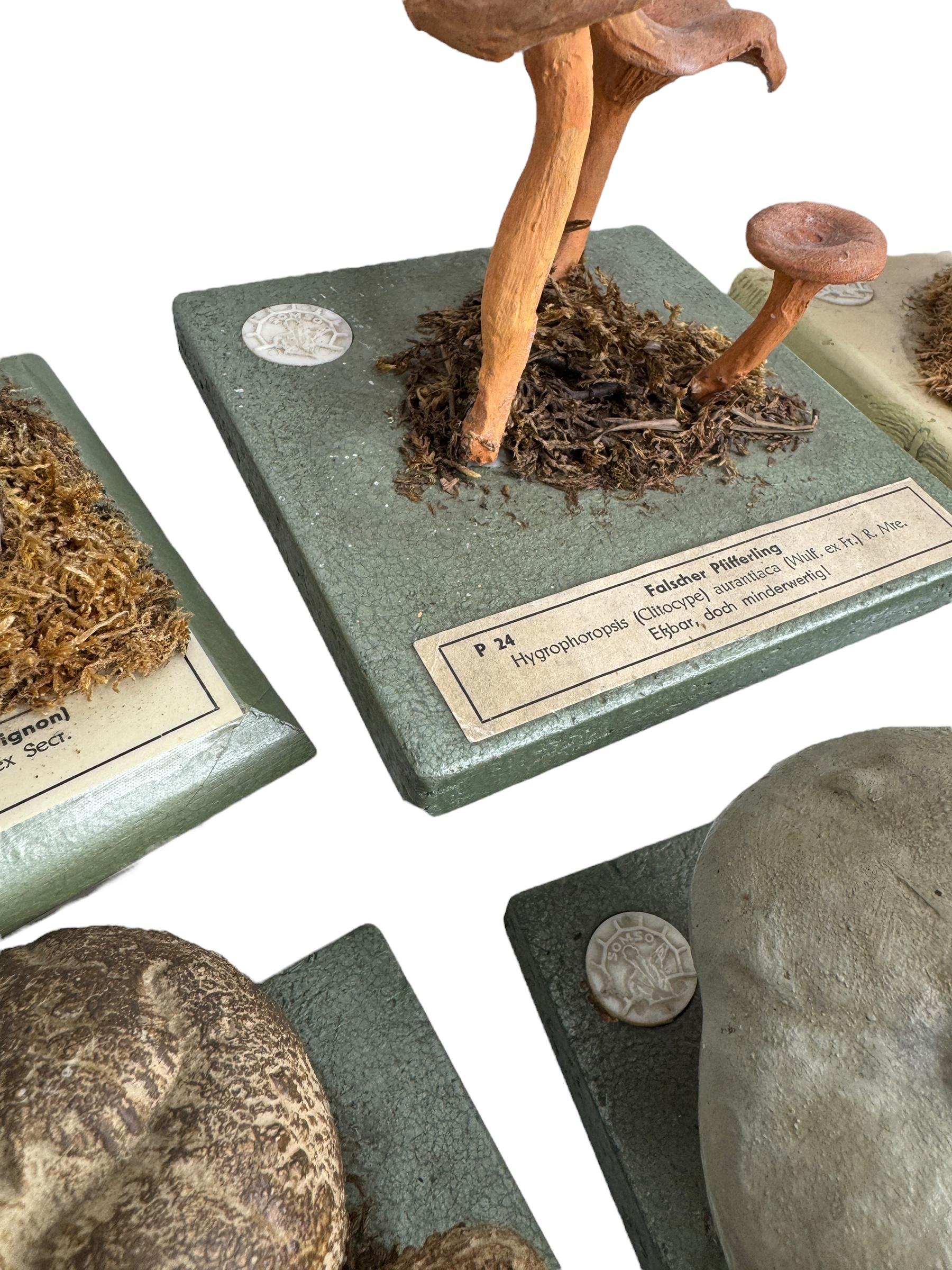 Ensemble de six modèles de spécimens scientifiques botaniques de champignons par Somso Allemagne années 1950 en vente 8