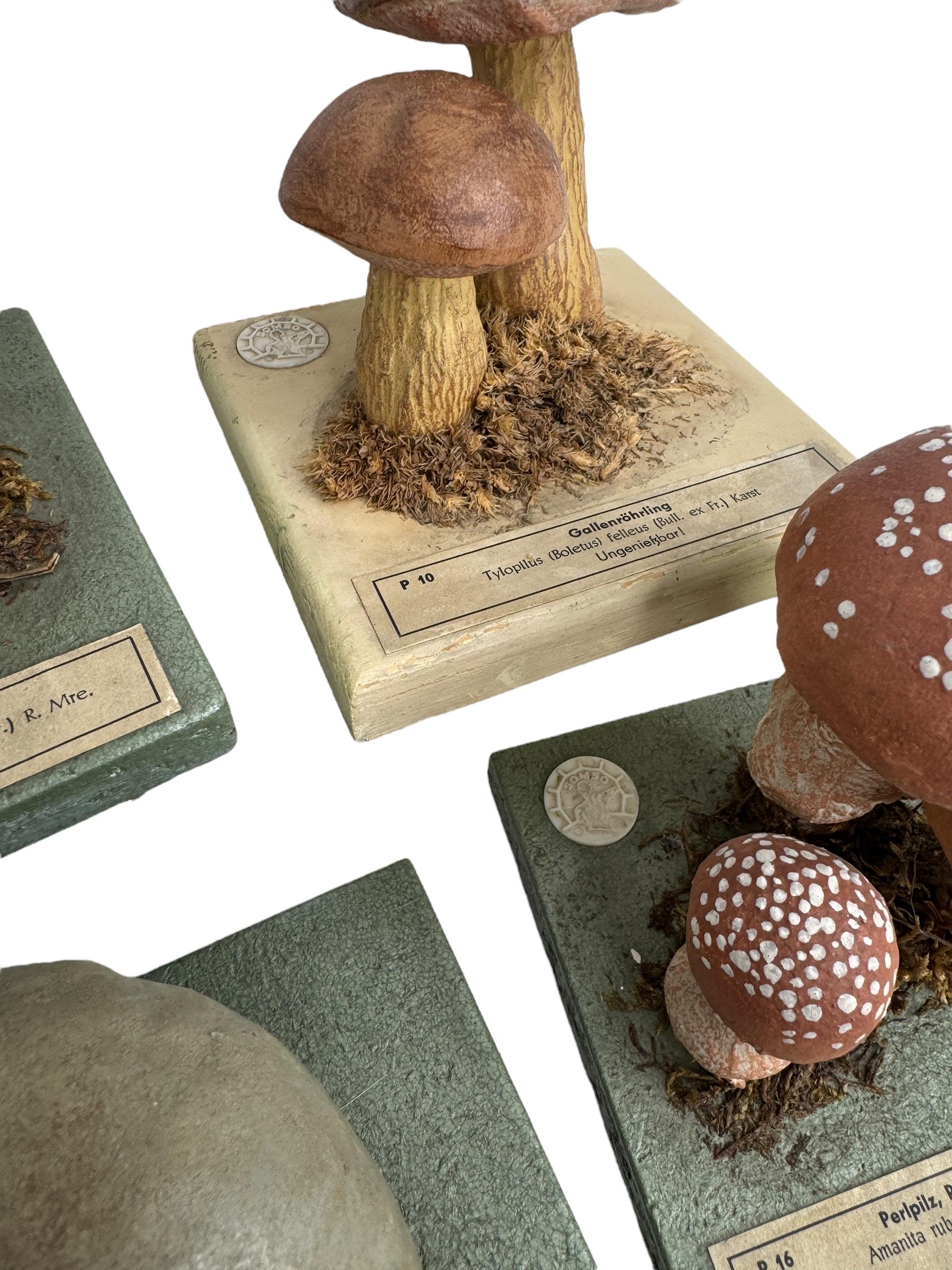 Ensemble de six modèles de spécimens scientifiques botaniques de champignons par Somso Allemagne années 1950 en vente 9
