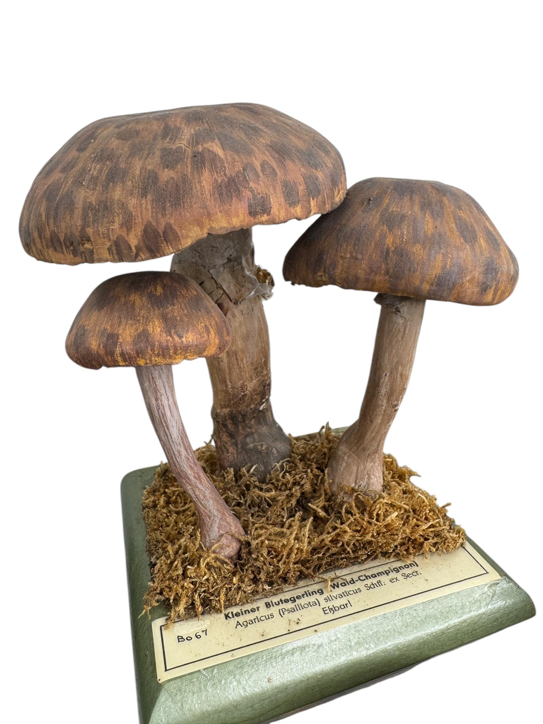 Ensemble de six modèles de spécimens scientifiques botaniques de champignons par Somso Allemagne années 1950 en vente 11