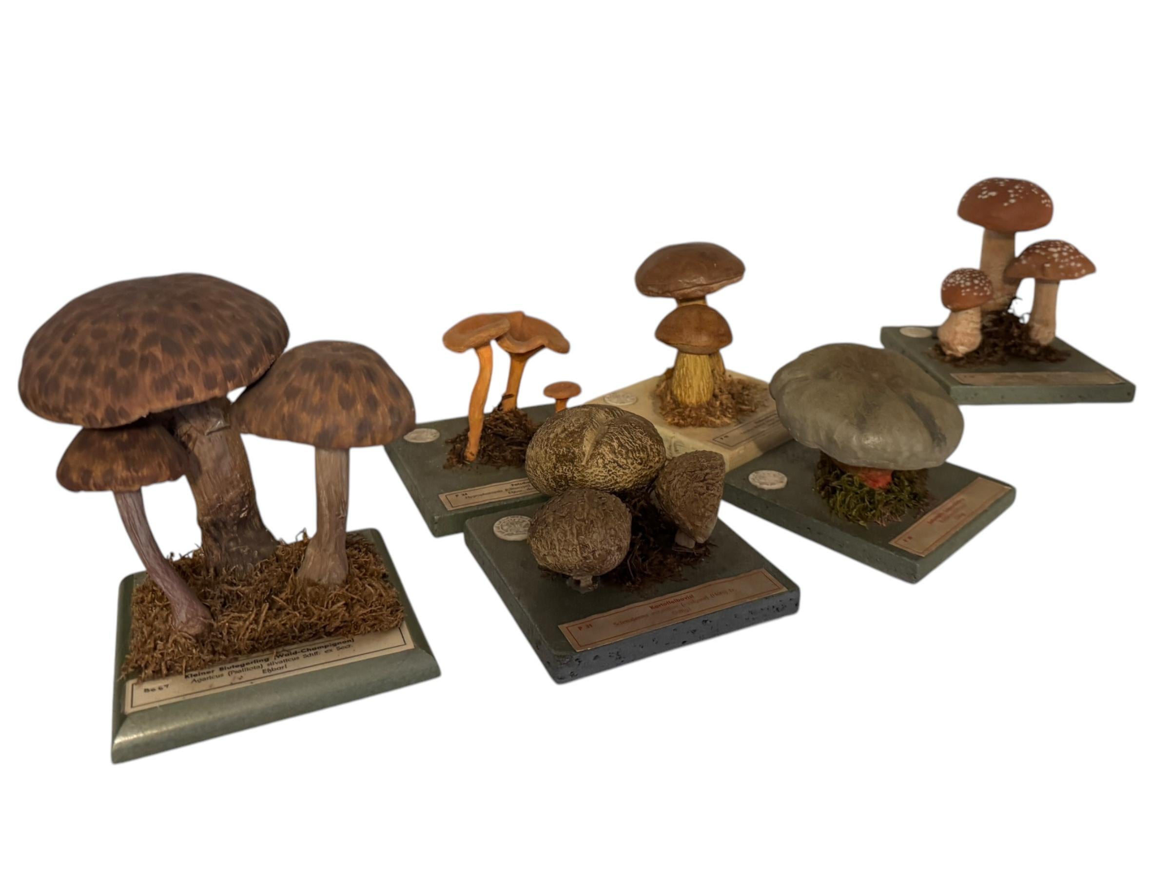 Ce rare modèle vintage de spécimen scientifique botanique représente des champignons originaires d'Europe centrale. Ce type d'objets est utilisé comme matériel pédagogique dans les écoles allemandes ou comme objets d'exposition dans les pharmacies.