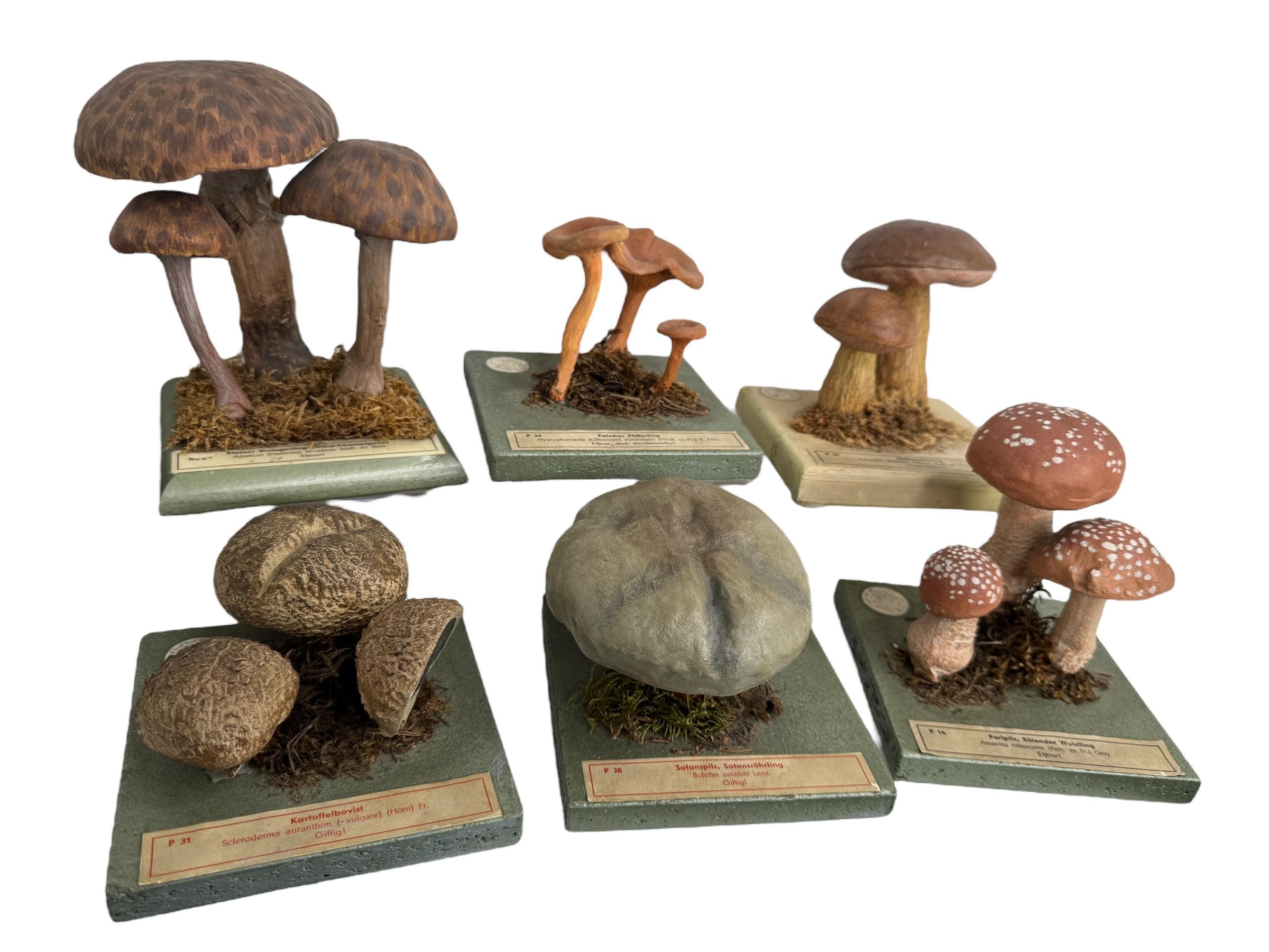Artisanat Ensemble de six modèles de spécimens scientifiques botaniques de champignons par Somso Allemagne années 1950 en vente